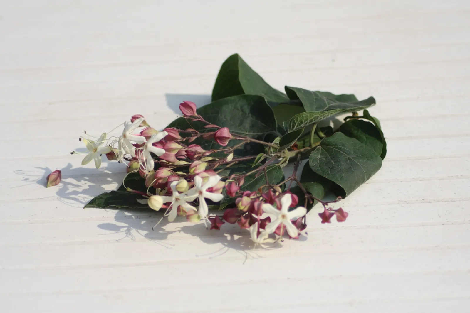 Harlequin Glorybower (Clerodendrum Trichotomum) — Notable for attracting pollinators; scientifically referred to as Clerodendrum trichotomum