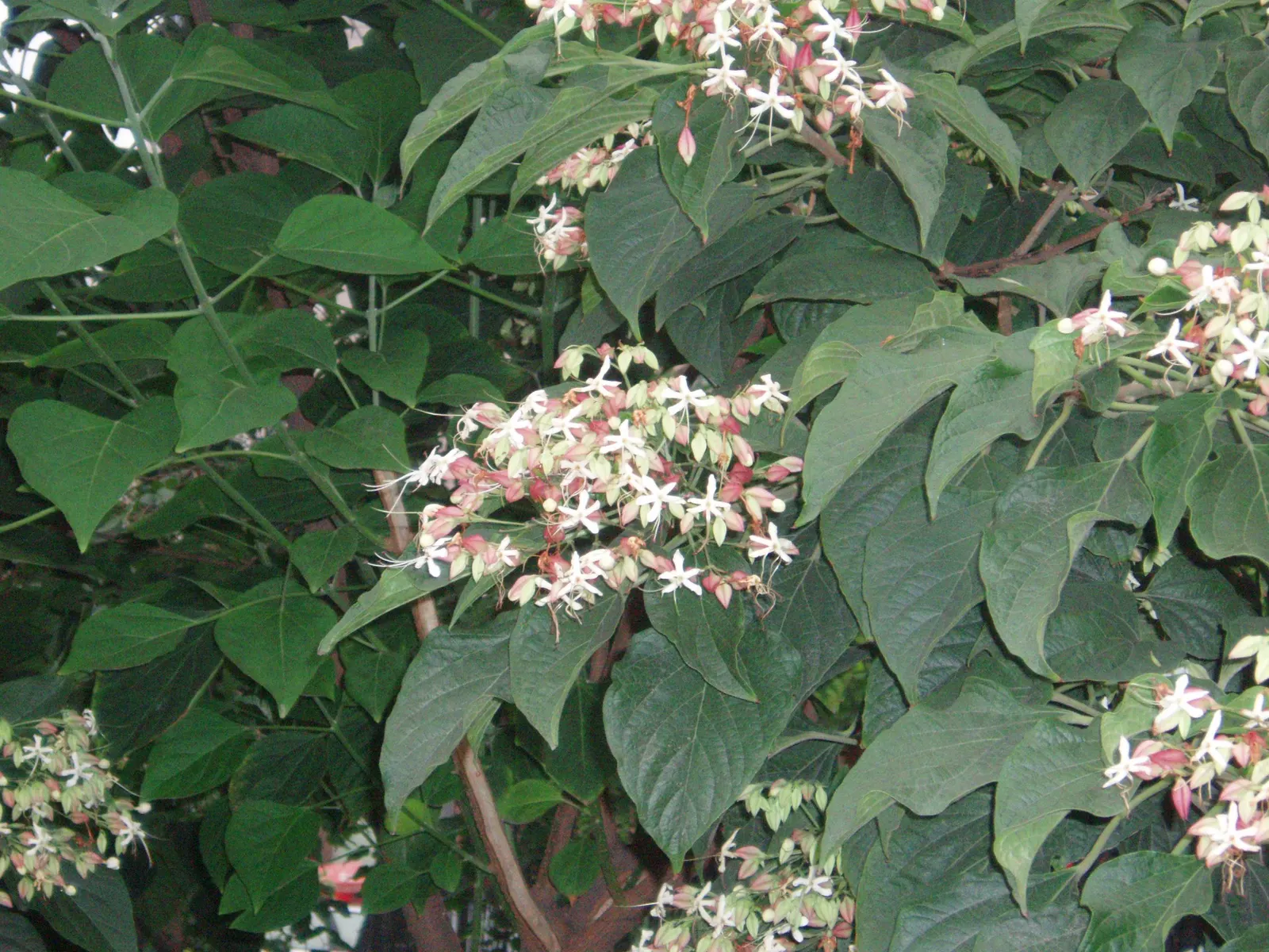 Harlequin Glorybower (Clerodendrum Trichotomum) — Notable for attracting pollinators; scientifically referred to as Clerodendrum trichotomum, image 109