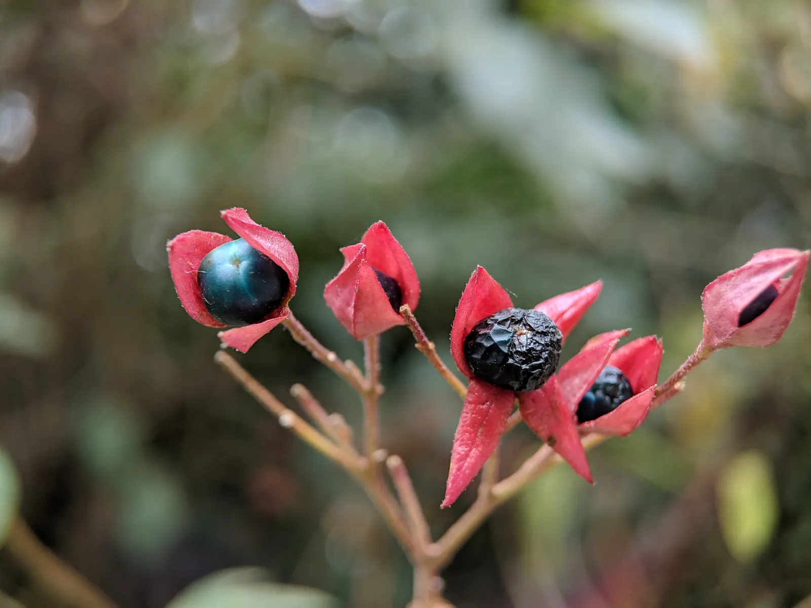 Harlequin Glorybower (Clerodendrum Trichotomum) — These blooms are nestled within eye-catching