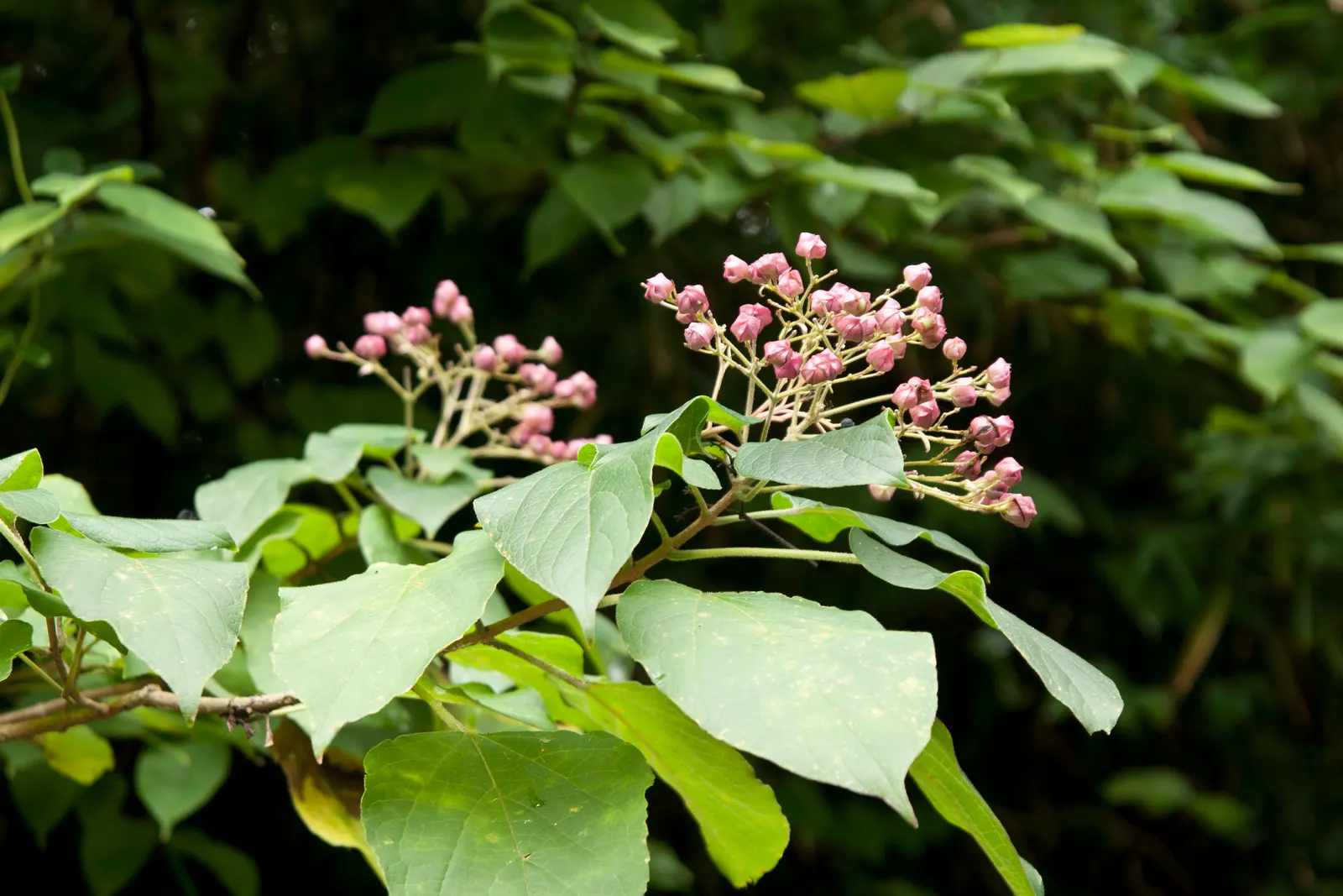 Harlequin Glorybower (Clerodendrum Trichotomum) — Notable for attracting pollinators; scientifically referred to as Clerodendrum trichotomum, image 57