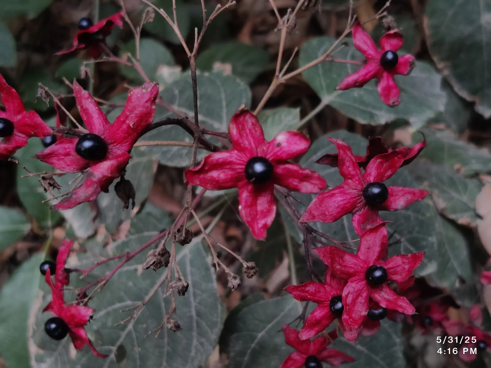 Harlequin Glorybower (Clerodendrum Trichotomum) — These blooms are nestled within eye-catching; this plant is characterized by its broad, image 91