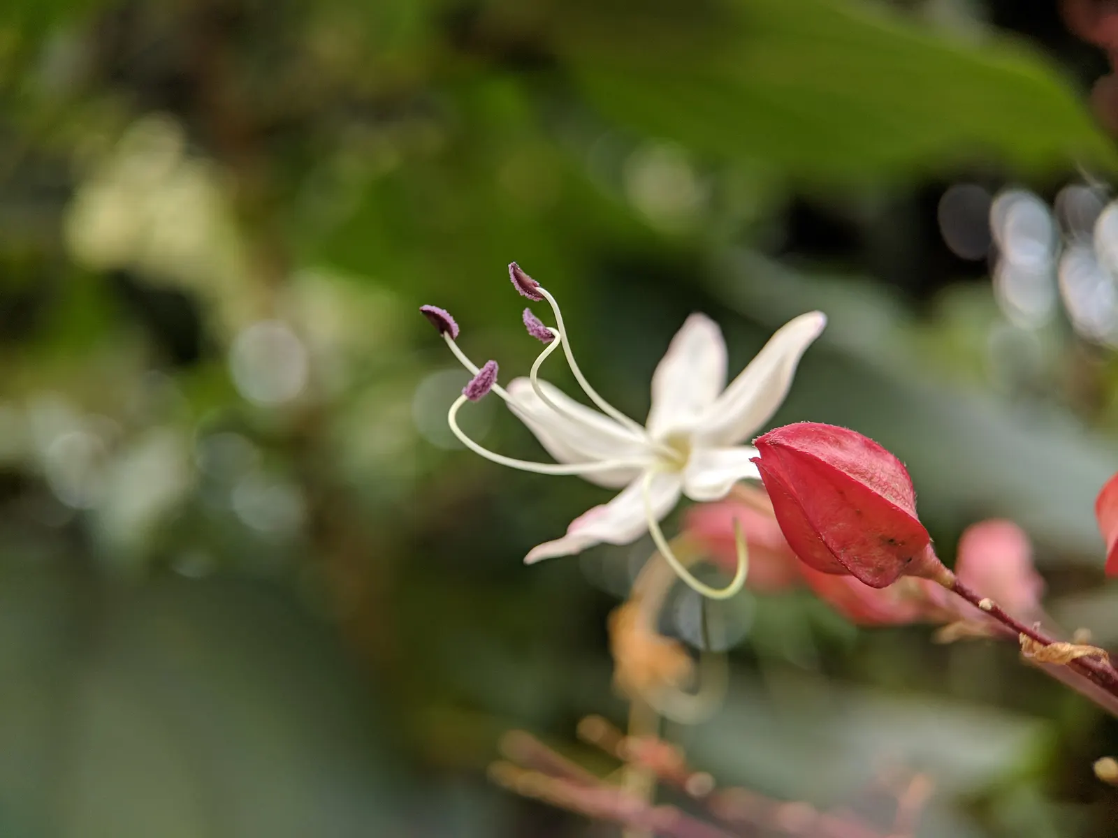Harlequin Glorybower (Clerodendrum Trichotomum) — this plant is characterized by its broad; each cradled in a fleshy red calyx that extraordinarily, image 62