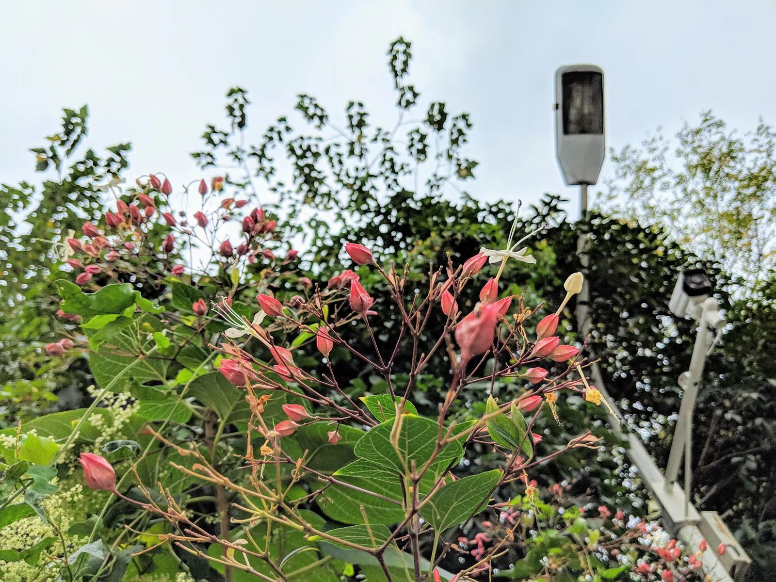 Harlequin Glorybower (Clerodendrum Trichotomum) — providing a timeless allure with its delightful blooms and colorful autumnal transformation, image 75