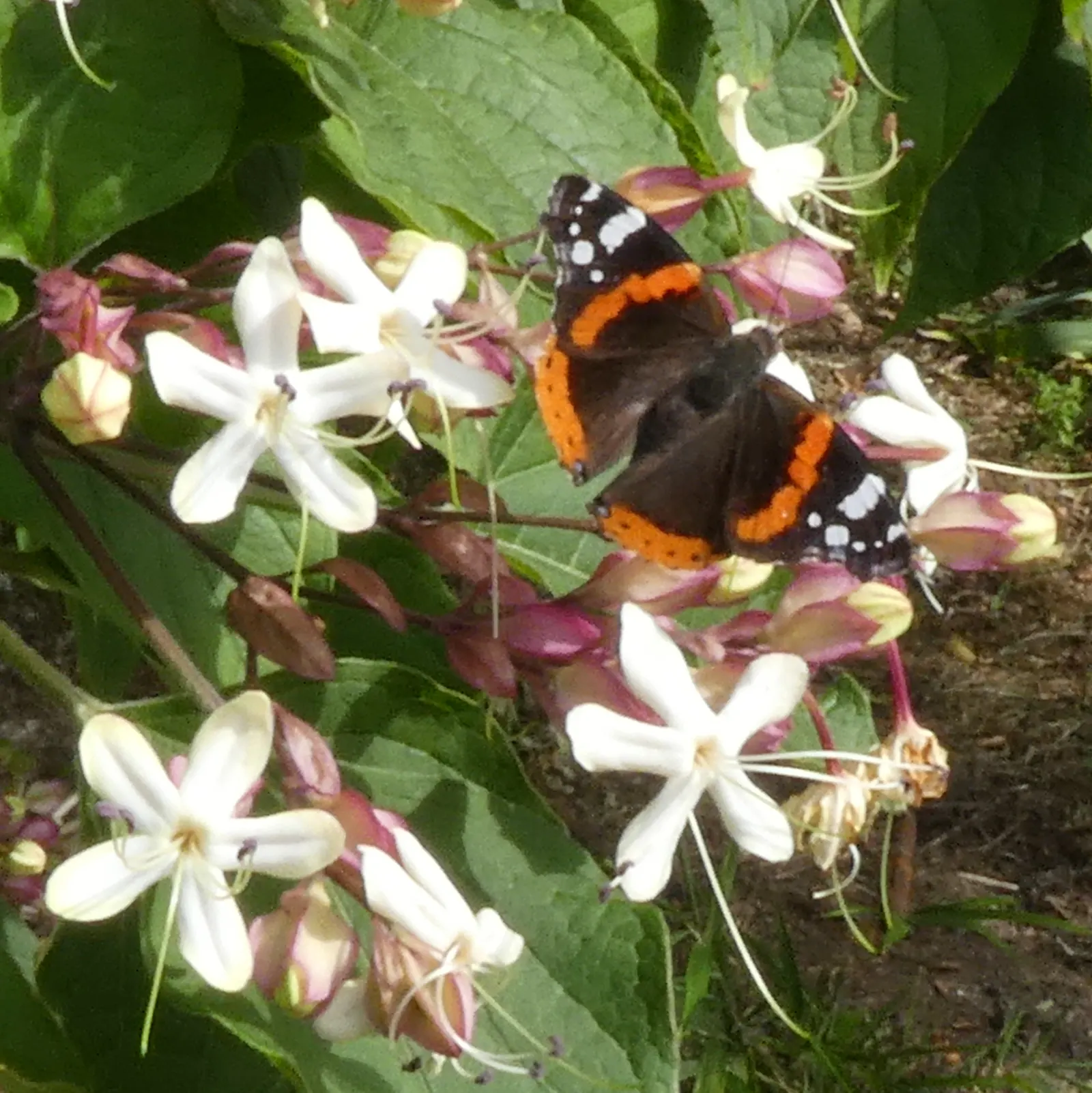 Harlequin Glorybower (Clerodendrum Trichotomum) — Prefers full sun to part shade and well-drained soil; ovate leaves which can grow up to 5 inches, image 106