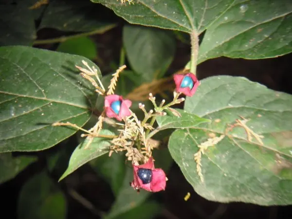 Harlequin Glorybower (Clerodendrum Trichotomum) — Typically maturing to a height of 10 to 20 feet with a nearly equal spread; cherished for its, image 113