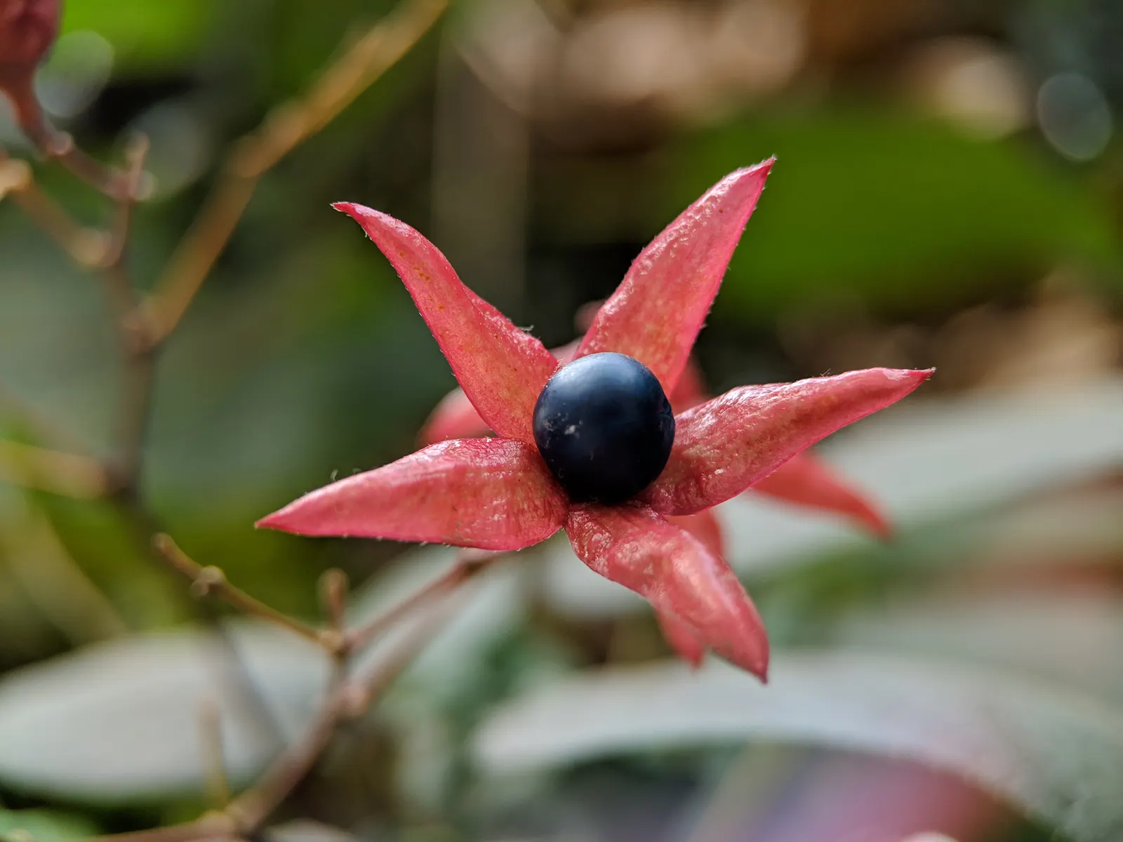 Harlequin Glorybower (Clerodendrum Trichotomum) — shrub for full or half; providing a timeless allure with its delightful blooms and colorful, image 104