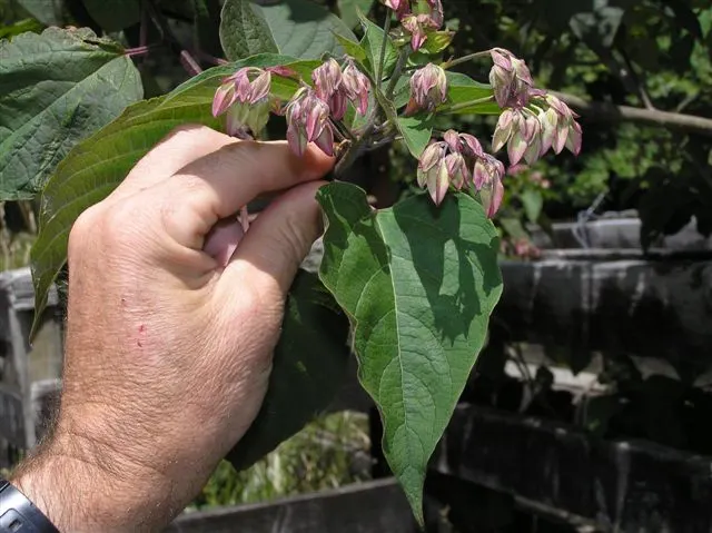 Harlequin Glorybower (Clerodendrum Trichotomum) — Notable for attracting pollinators; scientifically referred to as Clerodendrum trichotomum, image 83