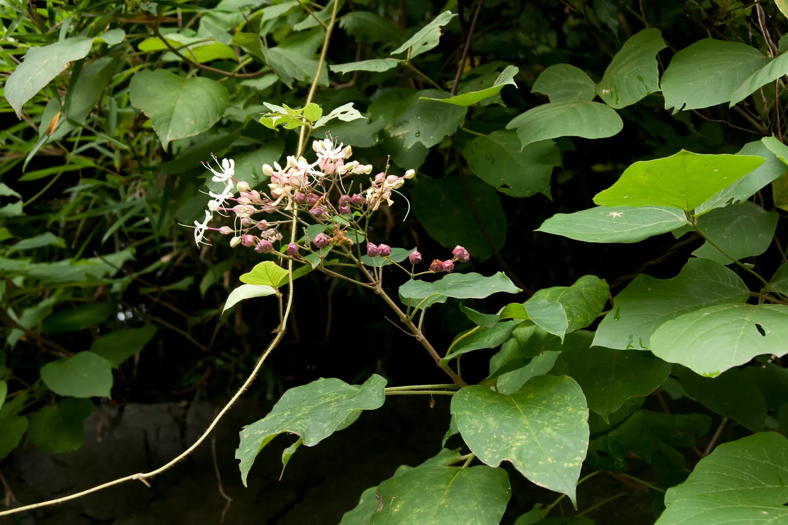 Harlequin Glorybower (Clerodendrum Trichotomum) — This enchanting fruit display extends into the fall; notable for attracting pollinators, image 68