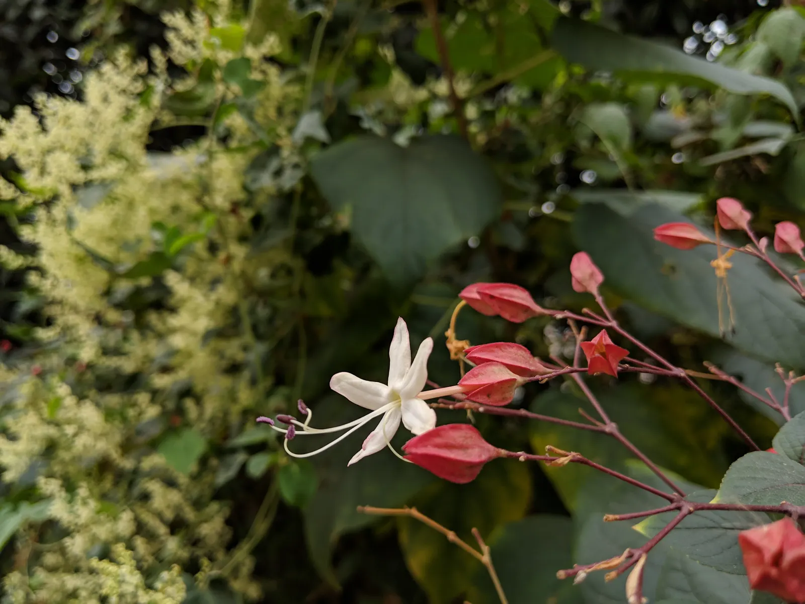 Harlequin Glorybower (Clerodendrum Trichotomum) — cherished for its ornamental qualities and the dynamic interest it provides to any garden, image 112
