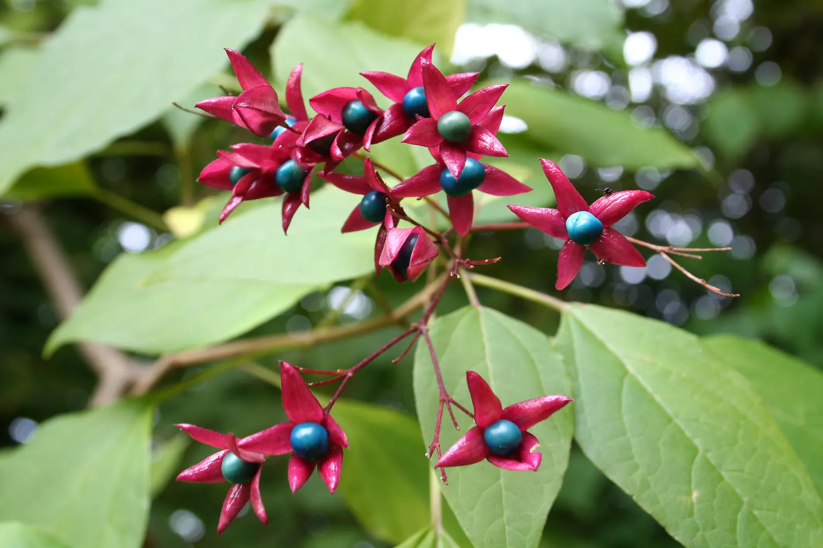 Harlequin Glorybower (Clerodendrum Trichotomum) — is a captivating deciduous shrub; and while it can adapt to partial shade