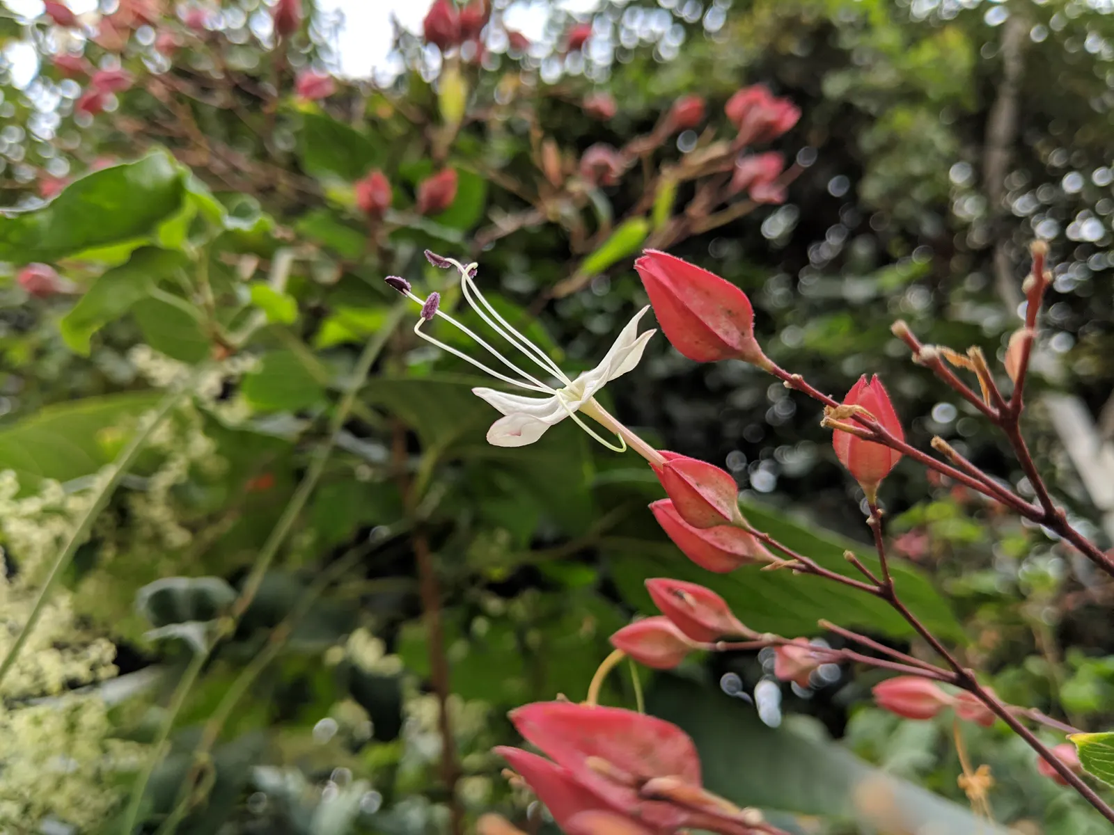 Harlequin Glorybower (Clerodendrum Trichotomum) — Notable for attracting pollinators