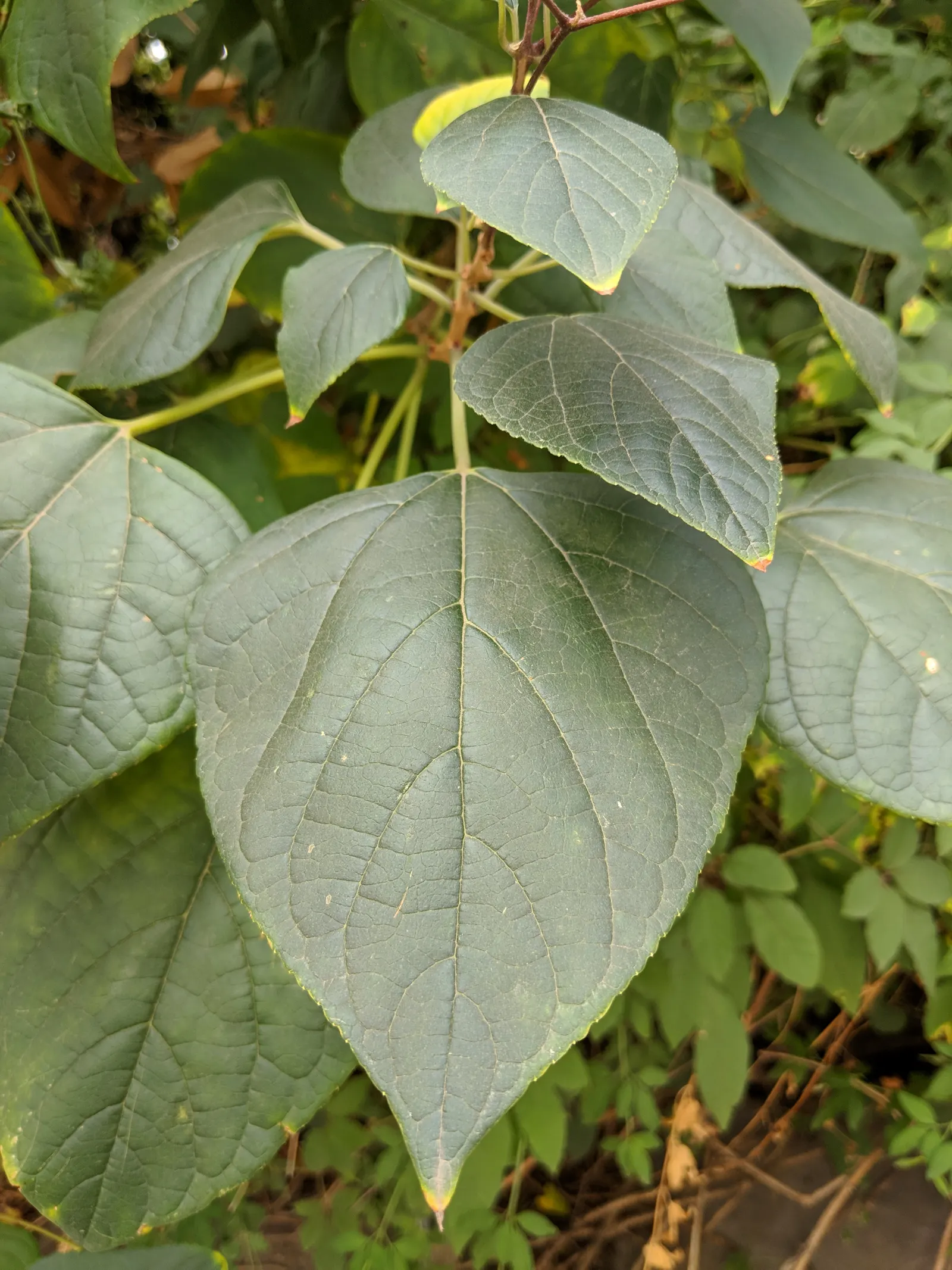 Harlequin Glorybower (Clerodendrum Trichotomum) — This shrub requires room to grow; it blooms most profusely in full sun exposures