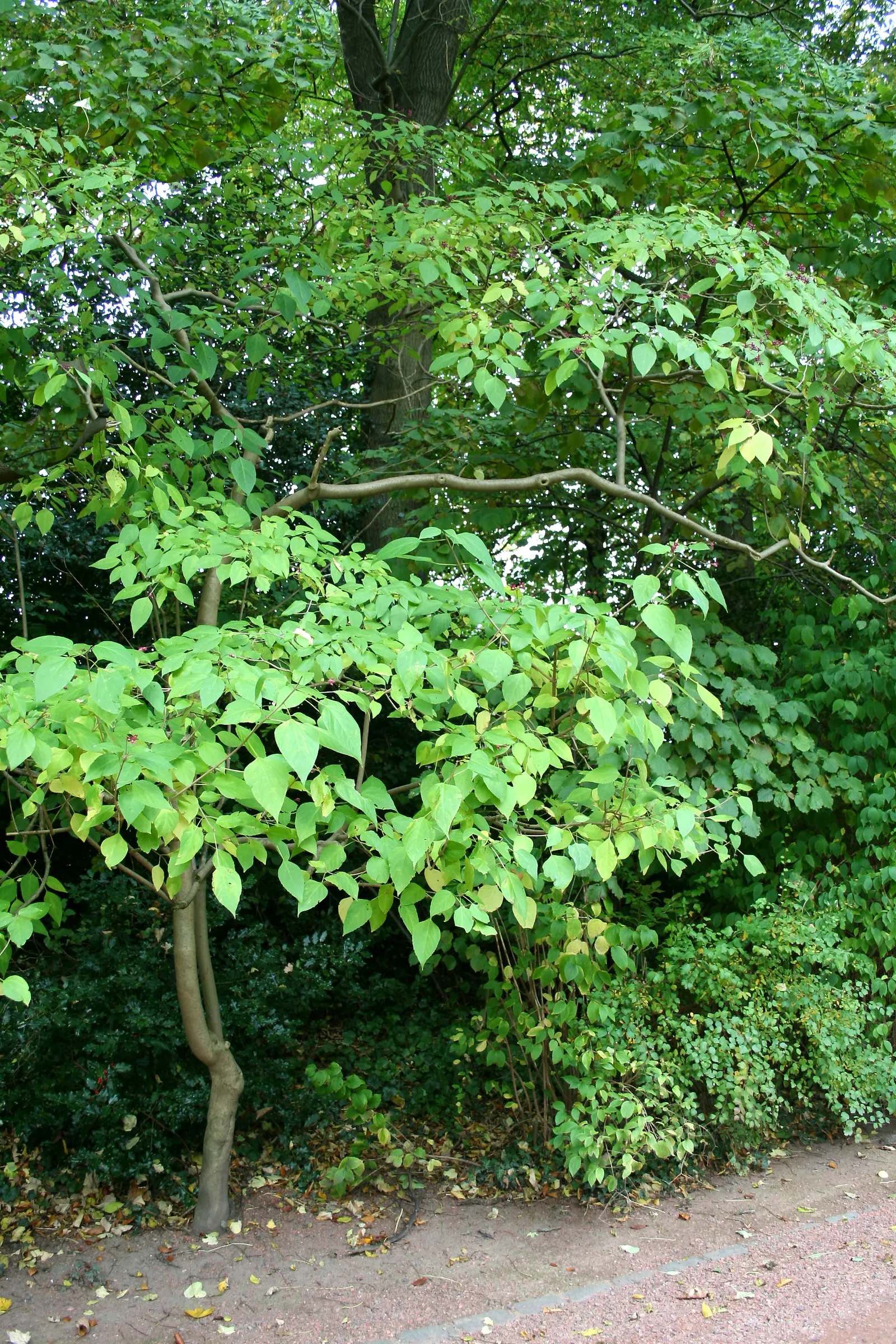 Harlequin Glorybower (Clerodendrum Trichotomum) — Its late-summer bloom provides late-season interest; it is crucial to note that the Harlequin Glorybower