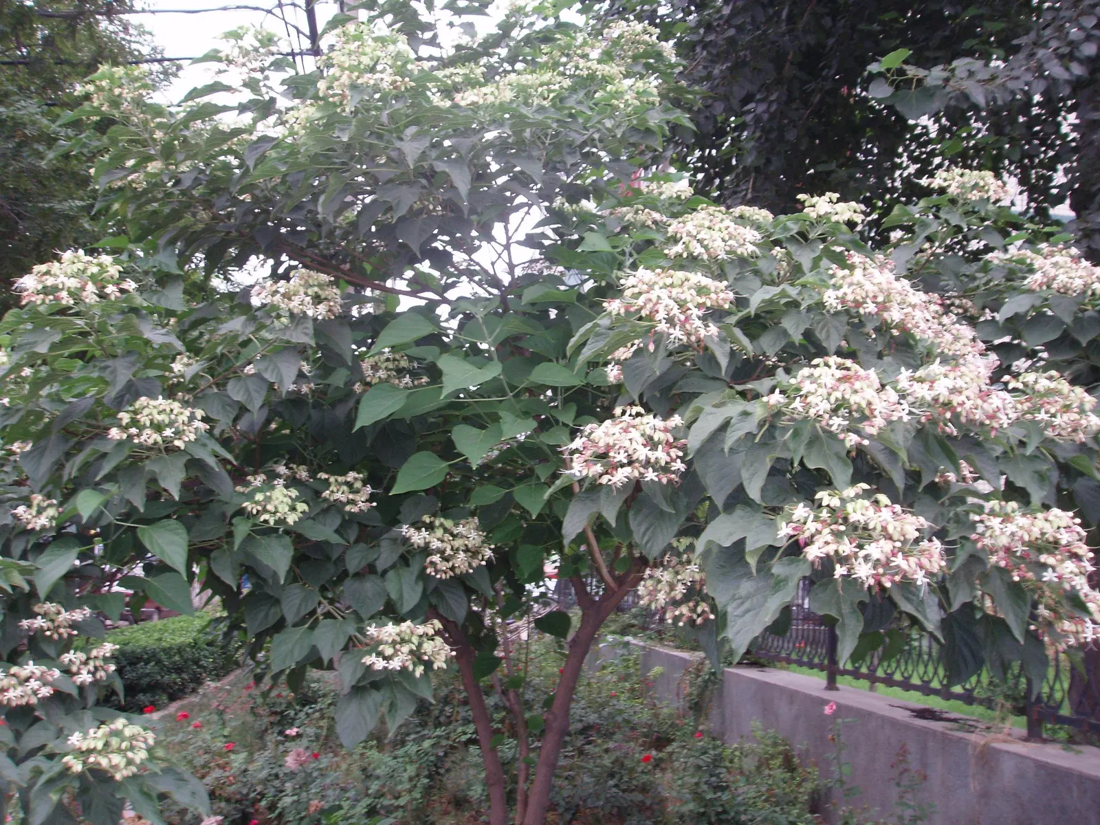 Harlequin Glorybower (Clerodendrum Trichotomum) — This shrub requires room to grow