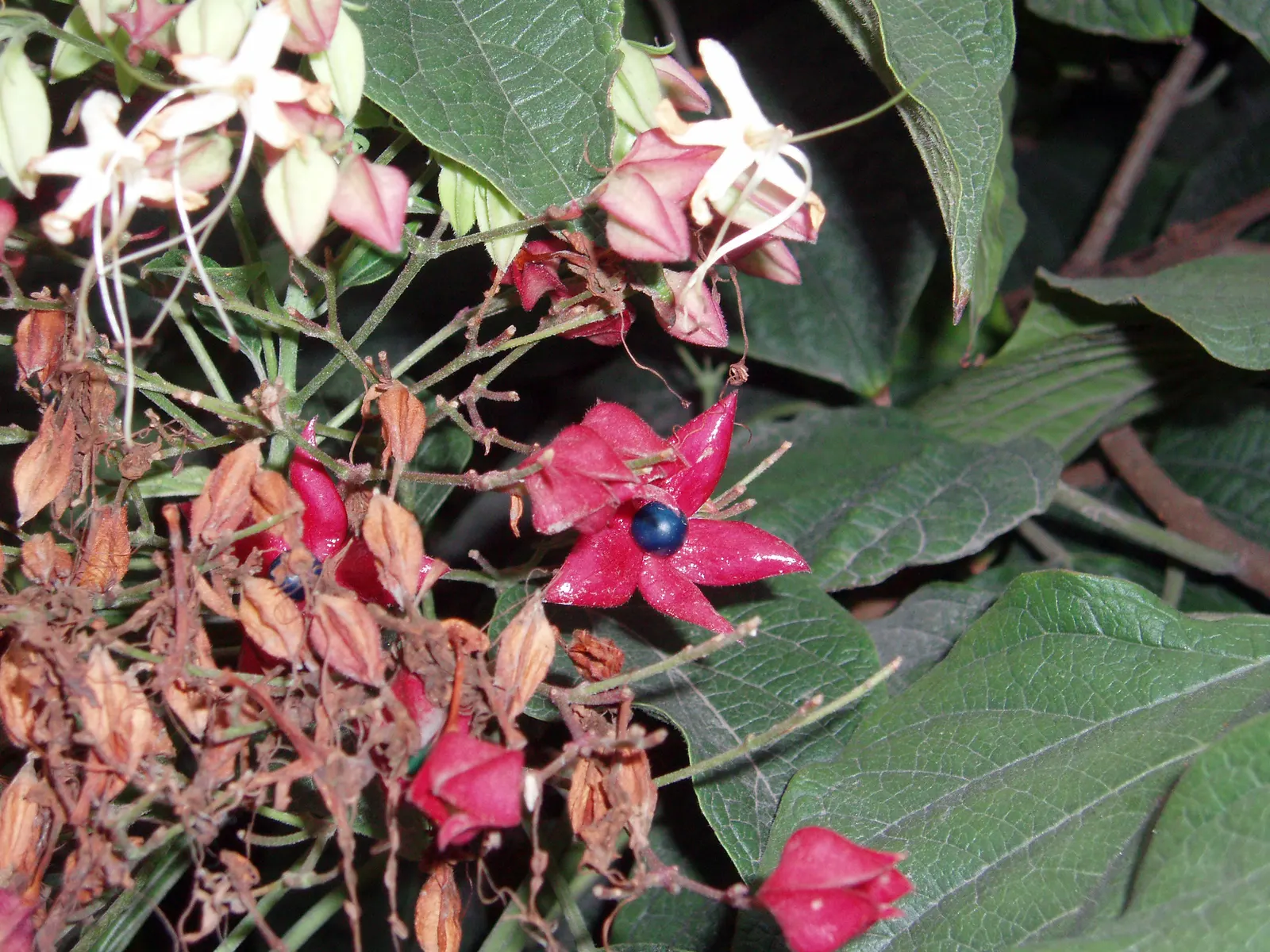 Harlequin Glorybower (Clerodendrum Trichotomum) — Typically maturing to a height of 10 to 20 feet with a nearly equal spread; cherished for its, image 61