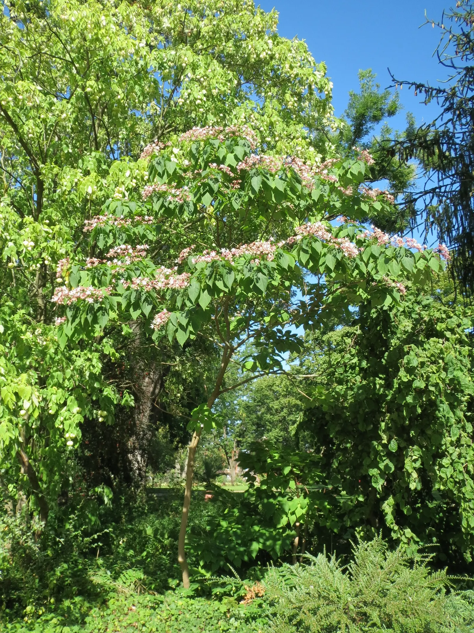 Harlequin Glorybower (Clerodendrum Trichotomum) — this plant is characterized by its broad