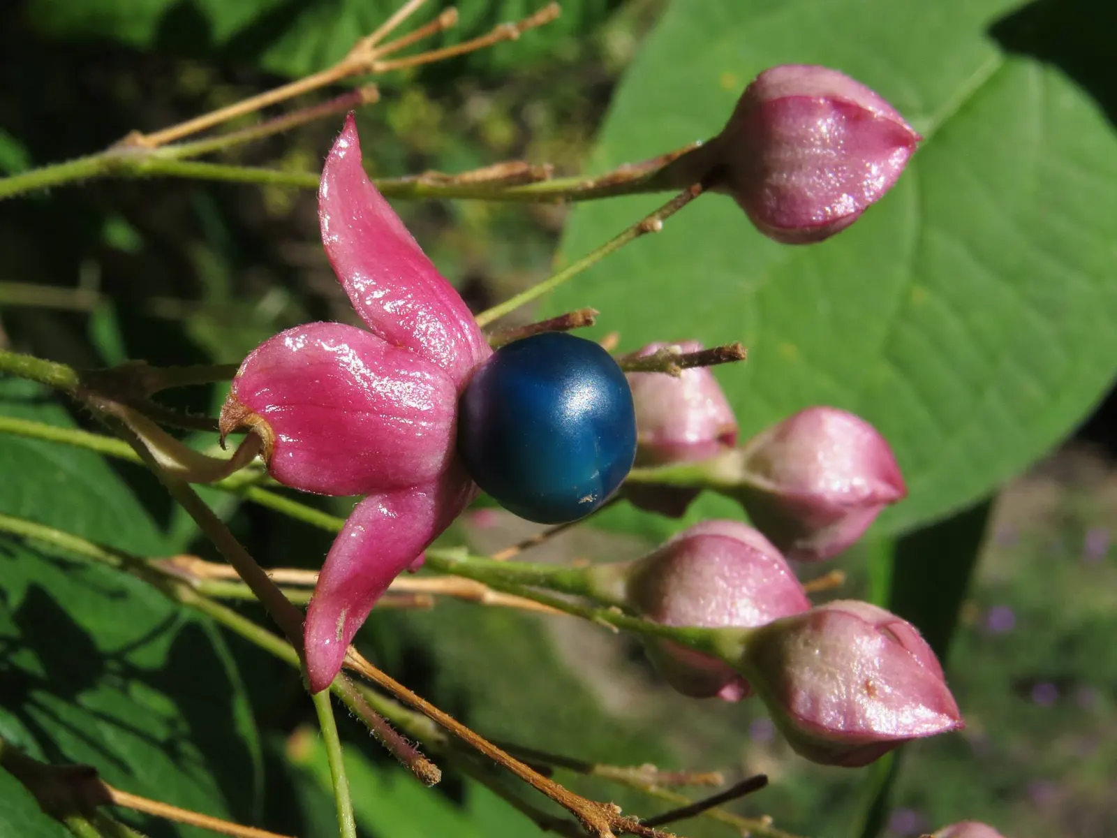 Harlequin Glorybower (Clerodendrum Trichotomum) — Its late-summer bloom provides late-season interest; it is crucial to note that the Harlequin, image 81