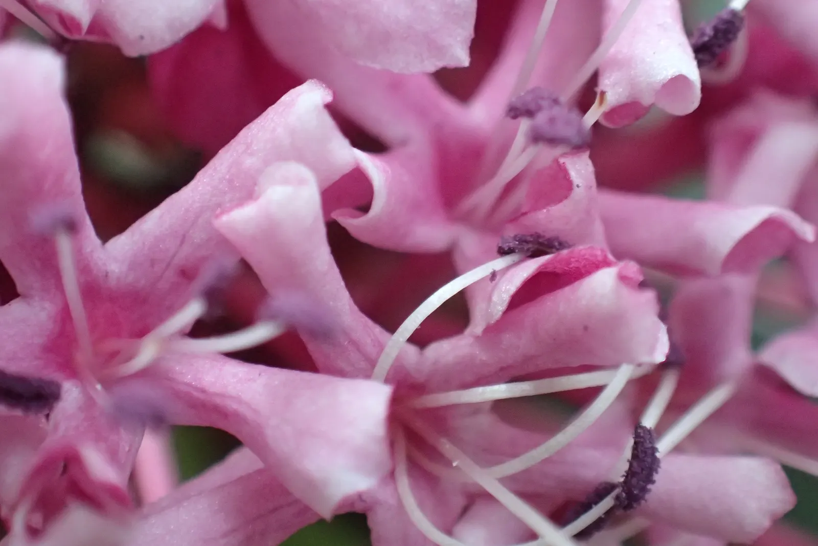 Harlequin Glorybower (Clerodendrum Trichotomum) — and while it can adapt to partial shade; is a captivating deciduous shrub, image 72