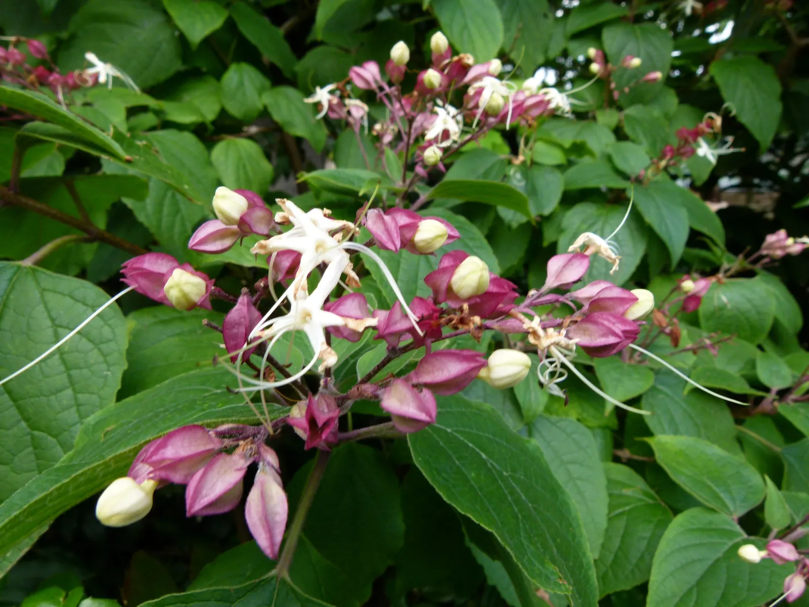 Harlequin Glorybower (Clerodendrum Trichotomum) — it is crucial to note that the Harlequin Glorybower thrives best in USDA Hardiness Zones 7 to 9