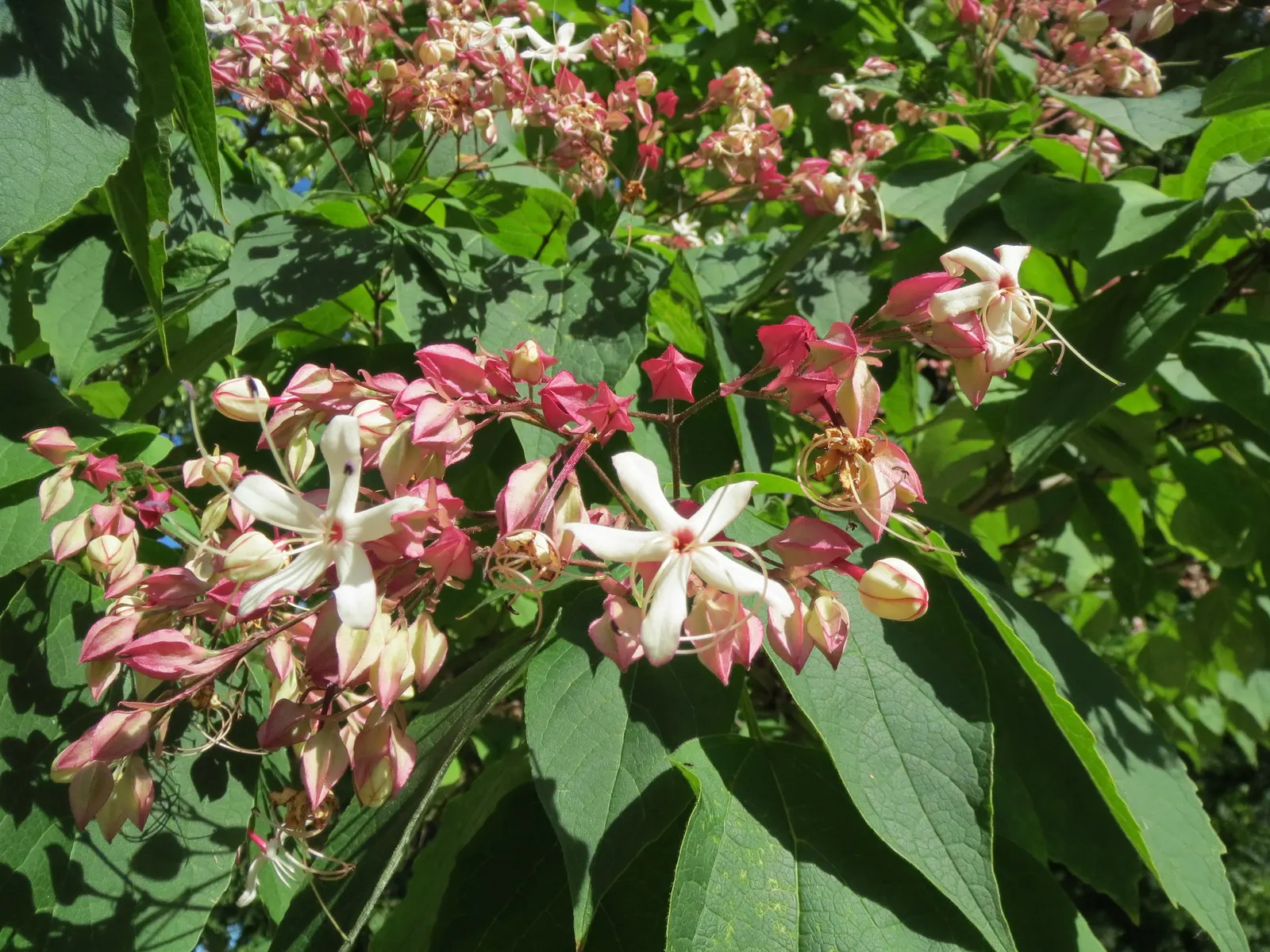 Harlequin Glorybower (Clerodendrum Trichotomum) — Prefers full sun to part shade and well-drained soil; ovate leaves which can grow up to 5 inches long