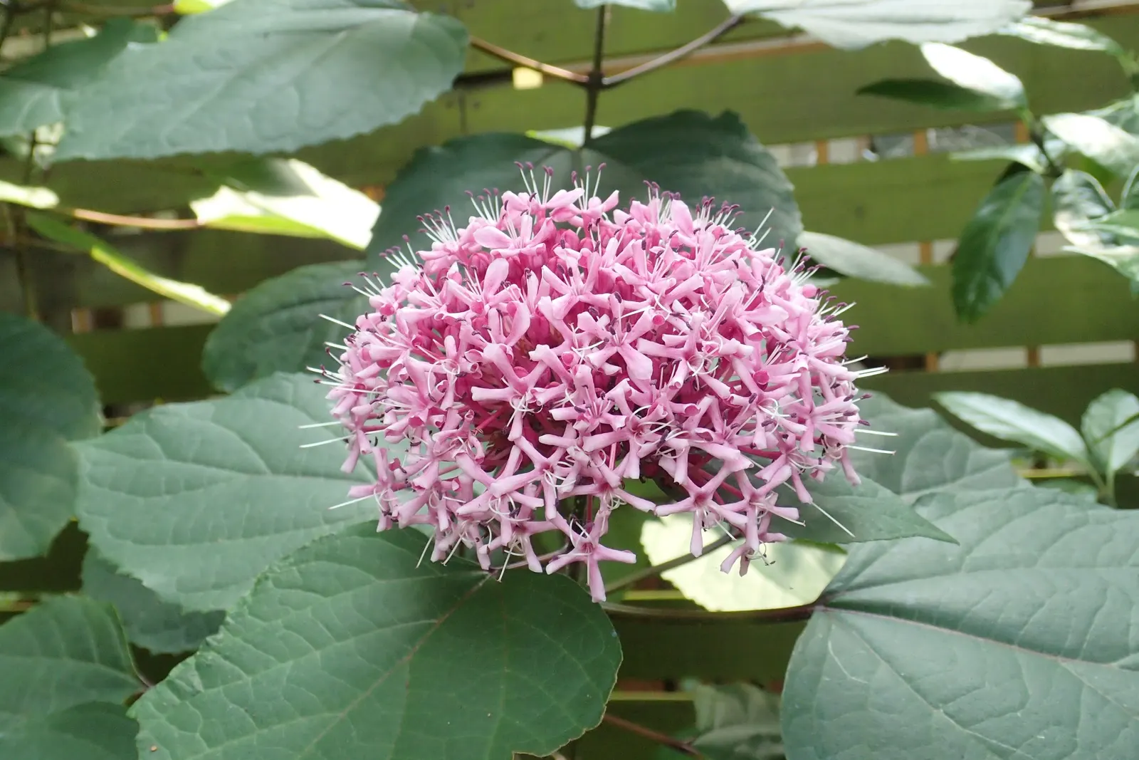 Harlequin Glorybower (Clerodendrum Trichotomum) — scientifically referred to as Clerodendrum trichotomum; these blooms are nestled within, image 58