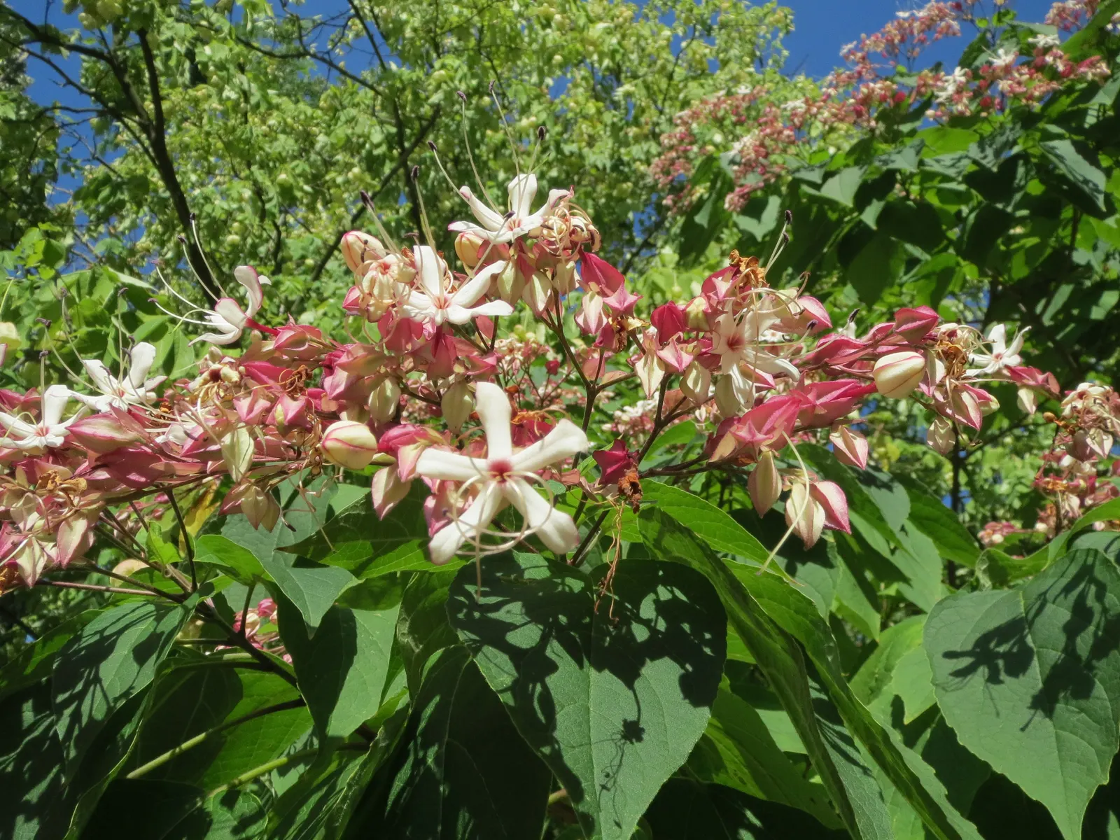 Harlequin Glorybower (Clerodendrum Trichotomum) — ovate leaves which can grow up to 5 inches long; this shrub requires room to grow