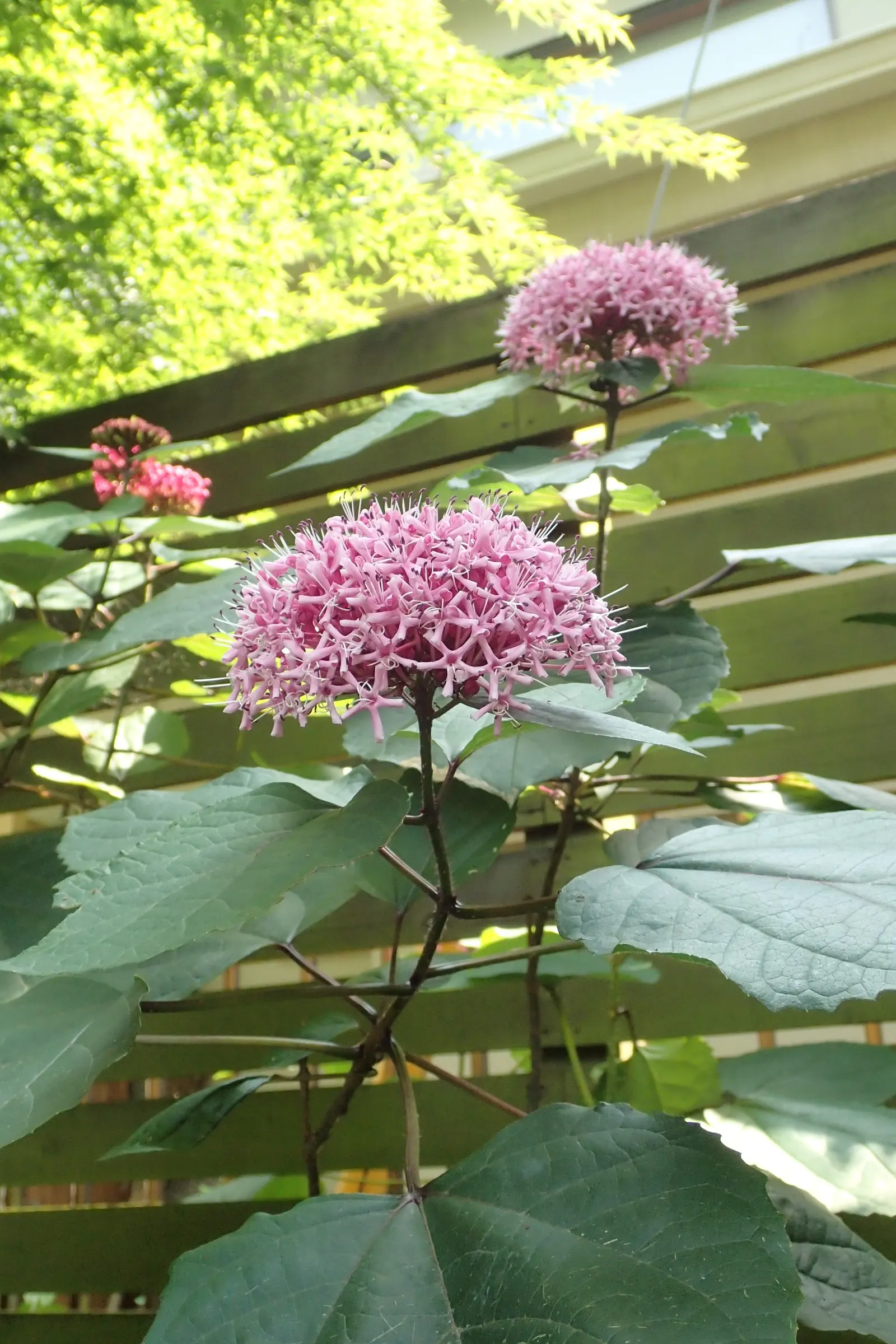 Harlequin Glorybower (Clerodendrum Trichotomum) — These blooms are nestled within eye-catching; this plant is characterized by its broad, image 65
