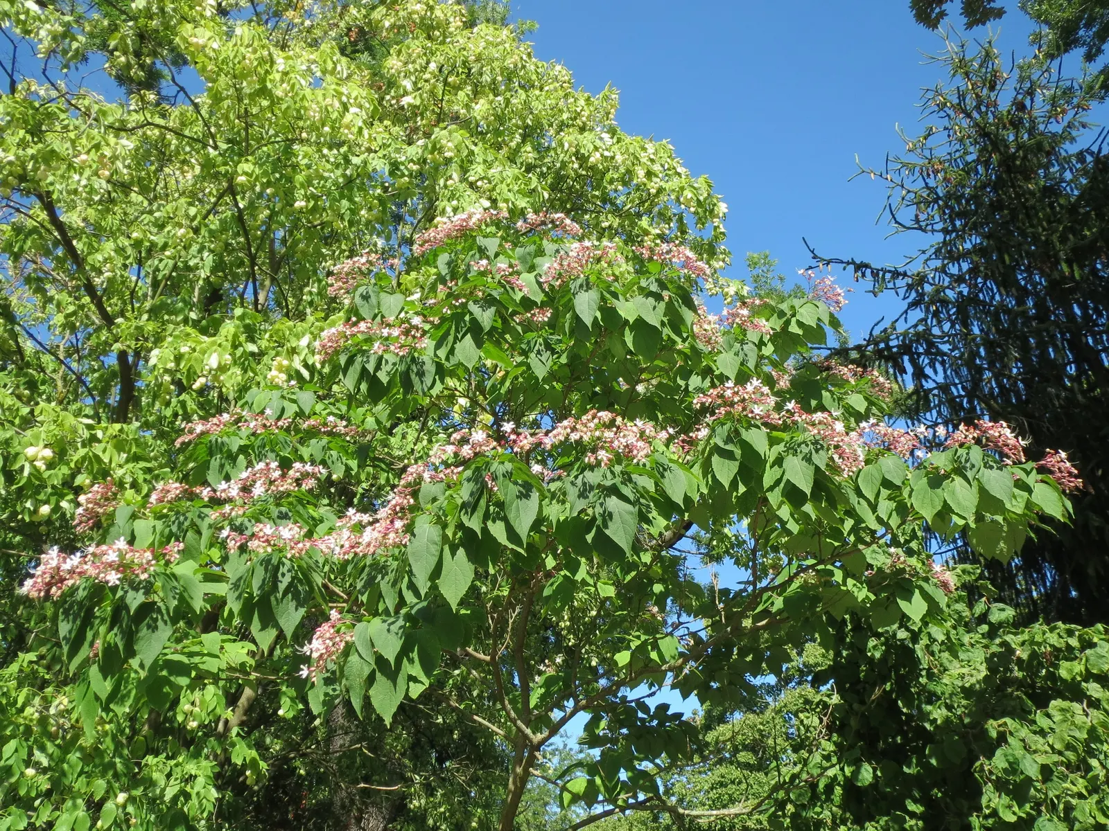 Harlequin Glorybower (Clerodendrum Trichotomum) — ovate leaves which can grow up to 5 inches long; this shrub requires room to grow, image 115