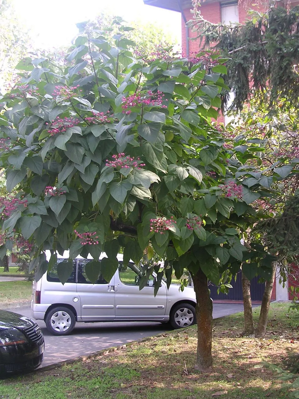 Harlequin Glorybower (Clerodendrum Trichotomum) — cherished for its ornamental qualities and the dynamic interest it provides to any garden