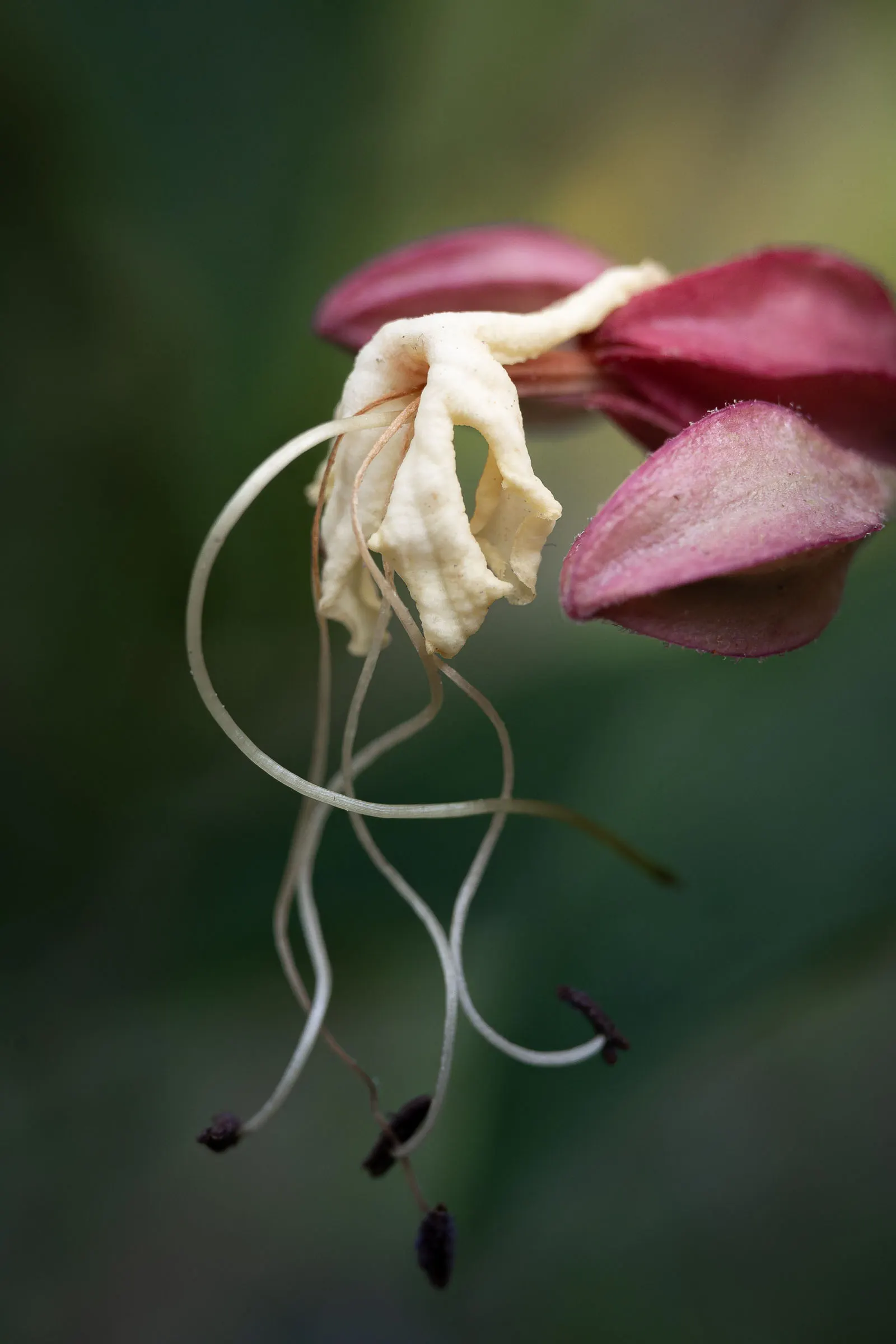 Harlequin Glorybower (Clerodendrum Trichotomum) — each cradled in a fleshy red calyx that extraordinarily resembles a tiny cherry; white flowers in the garden