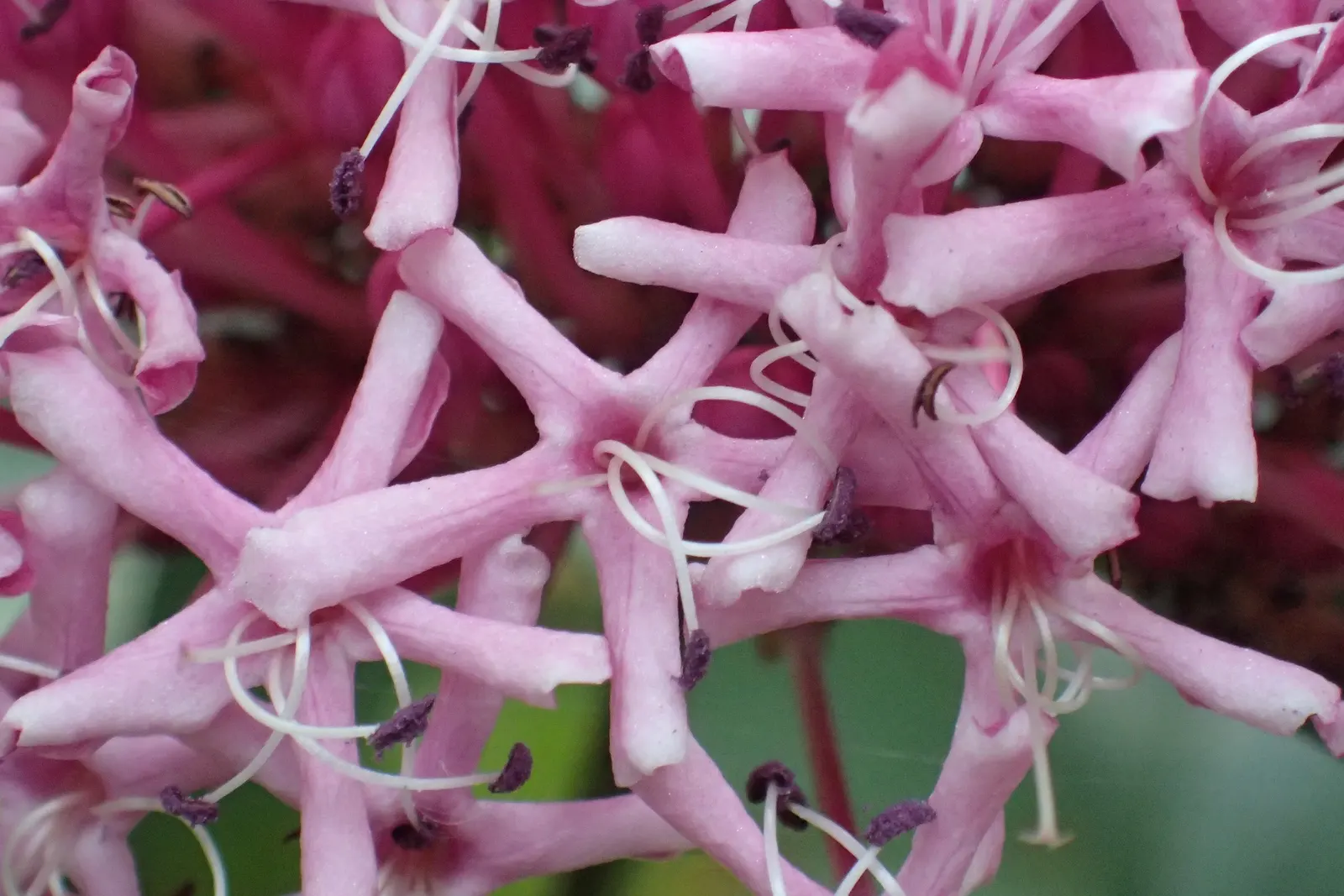 Harlequin Glorybower (Clerodendrum Trichotomum) — scientifically referred to as Clerodendrum trichotomum; these blooms are nestled within, image 84