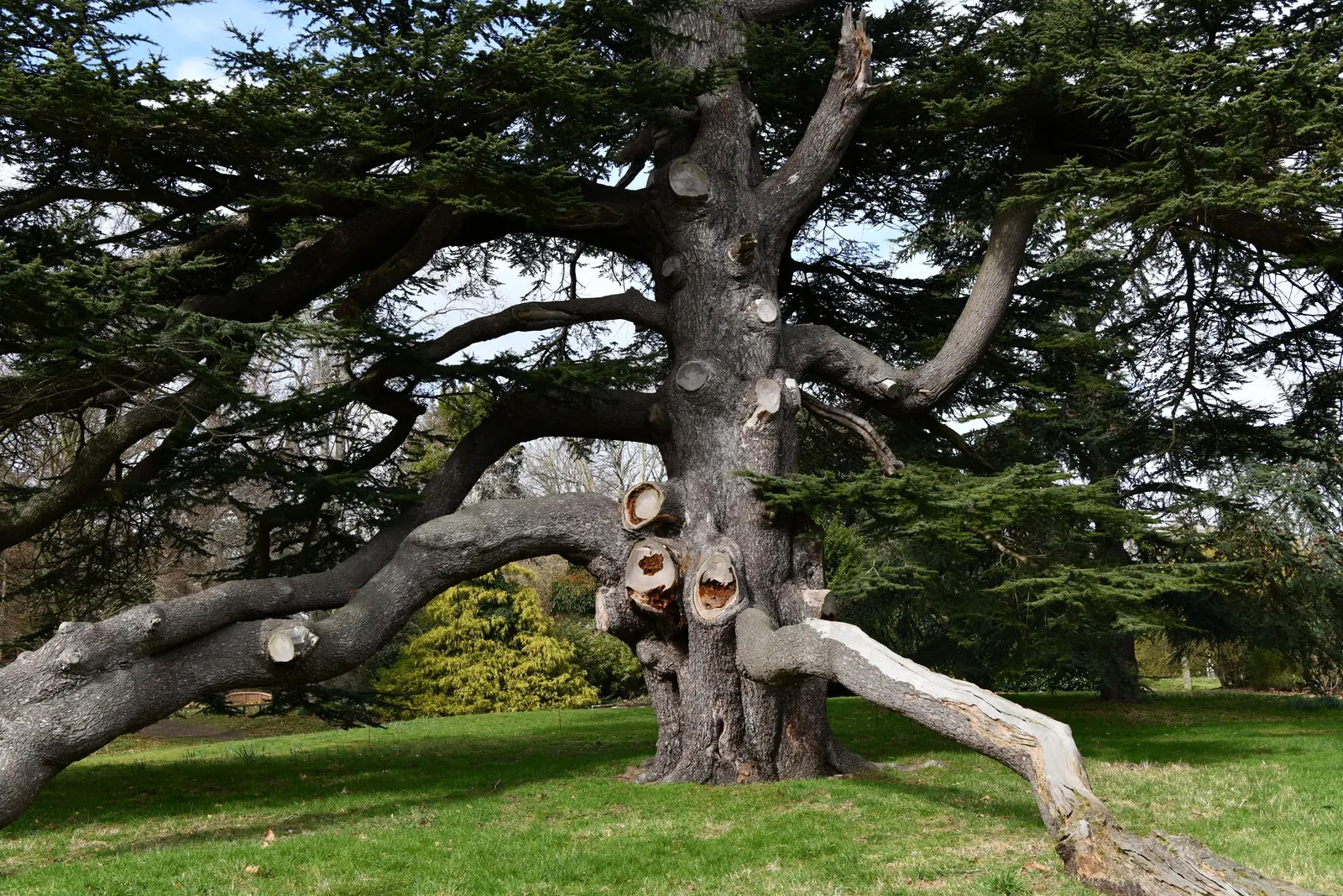 Cedar Of Lebanon (Cedrus Libani) — In youth, it exhibits a conical shape but develops a distinctive flat-topped appearance with age; durable and