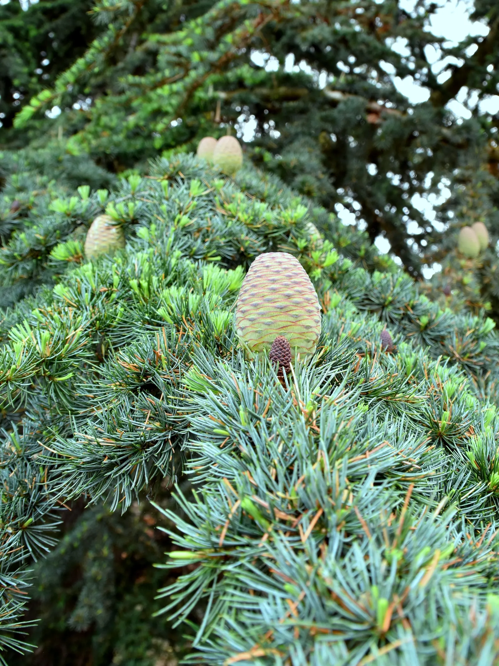 Cedar Of Lebanon (Cedrus Libani) — but retains best health in USDA Zones 6 through 9