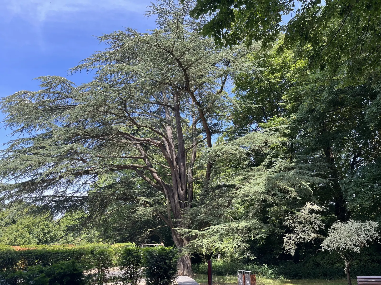 Cedar Of Lebanon (Cedrus Libani) — is an evergreen conifer highly prized for its majestic form and historical significance; in youth, it exhibits a conical
