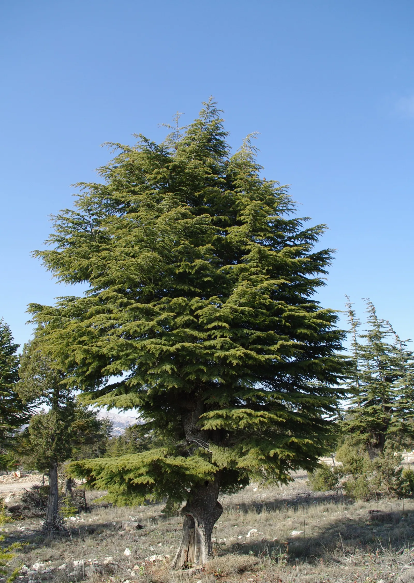 Cedar Of Lebanon (Cedrus Libani) — typically reaching widths of 30 to 50 feet; capable of attaining heights exceeding 70 to 100 feet in a residential landscape