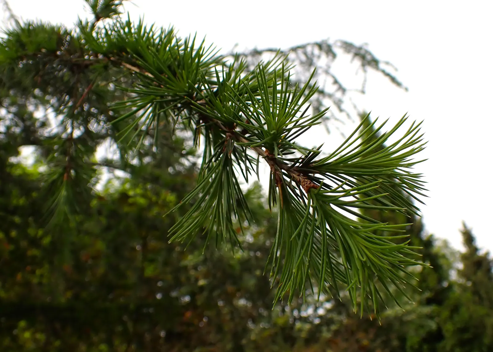 Cedar Of Lebanon (Cedrus Libani) — offering dense clusters of dark-green needles; this species boasts a broad