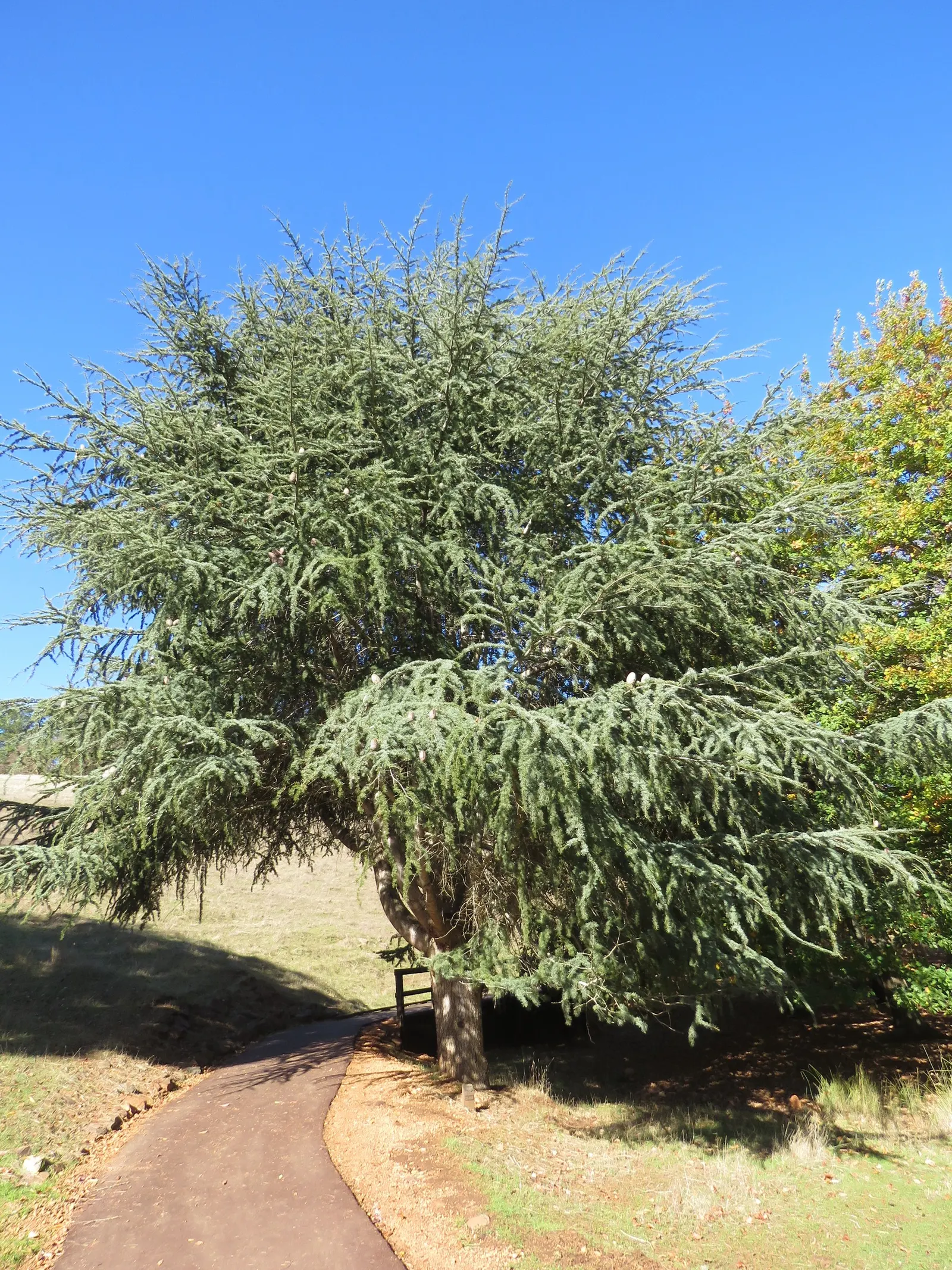 Cedar Of Lebanon (Cedrus Libani) — botanically known as Cedrus libani; it serves as a magnificent focal point in large landscapes