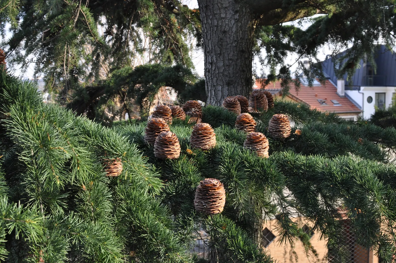 Cedar Of Lebanon (Cedrus Libani) — Durable and drought-resistant; <br><br>This tree's monumental stature is matched by its considerable growth potential