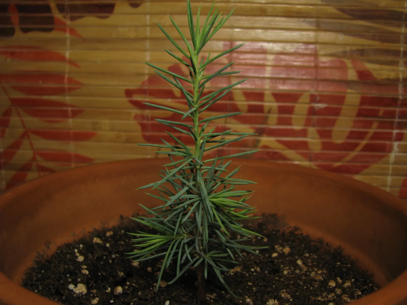 Cedar Of Lebanon (Cedrus Libani) — Prized for its ornamental and historical significance; arranged in dense clusters on short spur branches