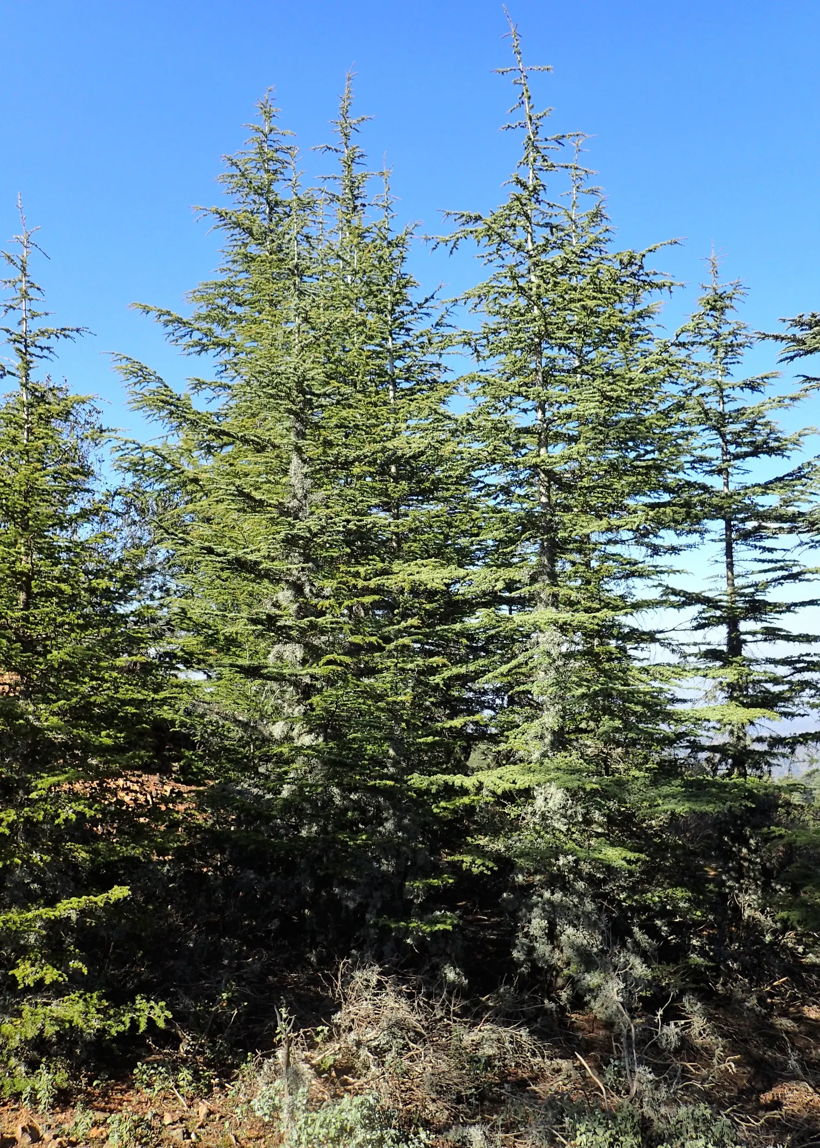 Cedar Of Lebanon (Cedrus Libani) — capable of attaining heights exceeding 70 to 100 feet in a residential landscape; the needles of Cedrus libani are a