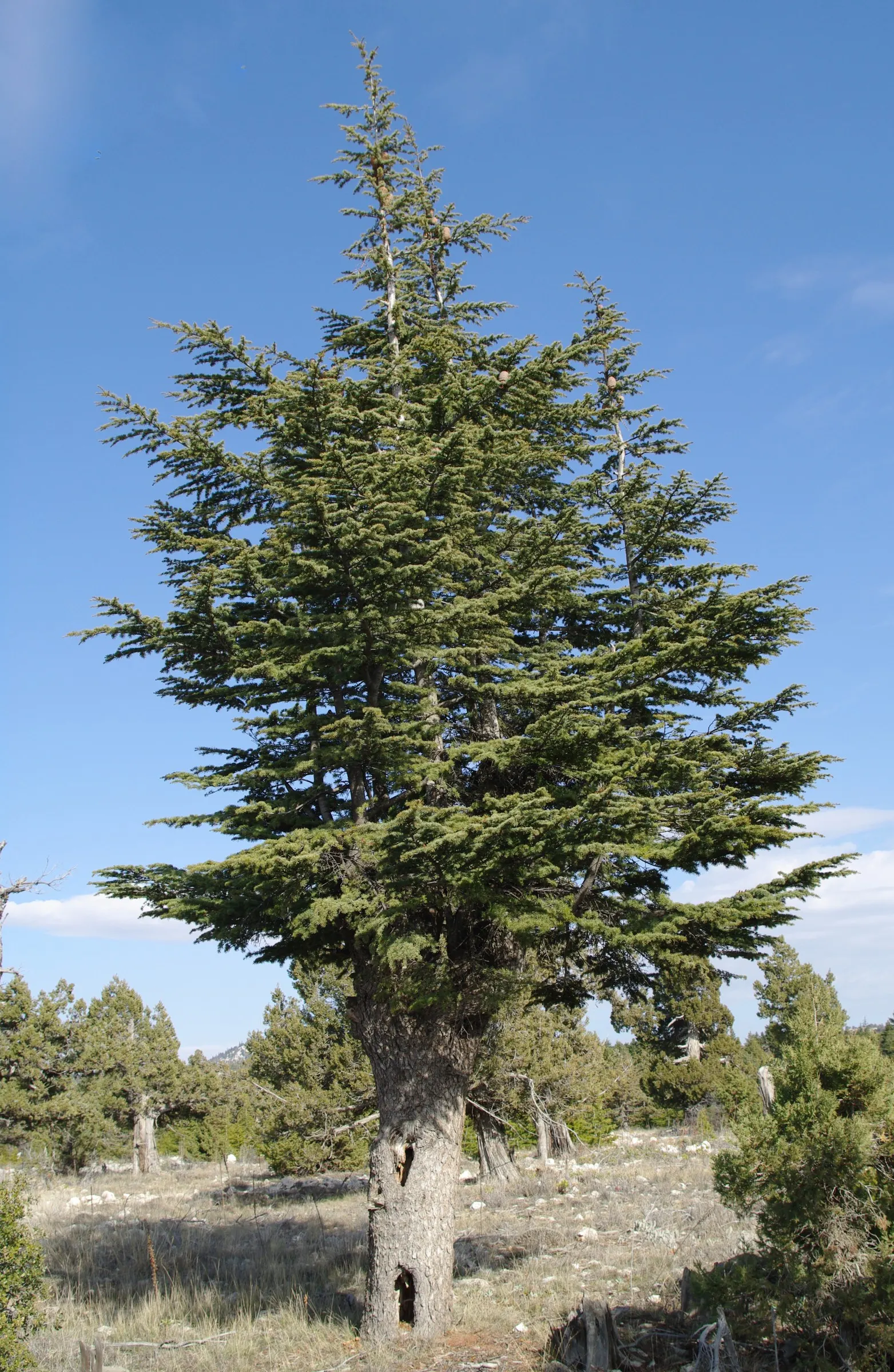 Cedar Of Lebanon (Cedrus Libani) — spreading crown when mature, image 35