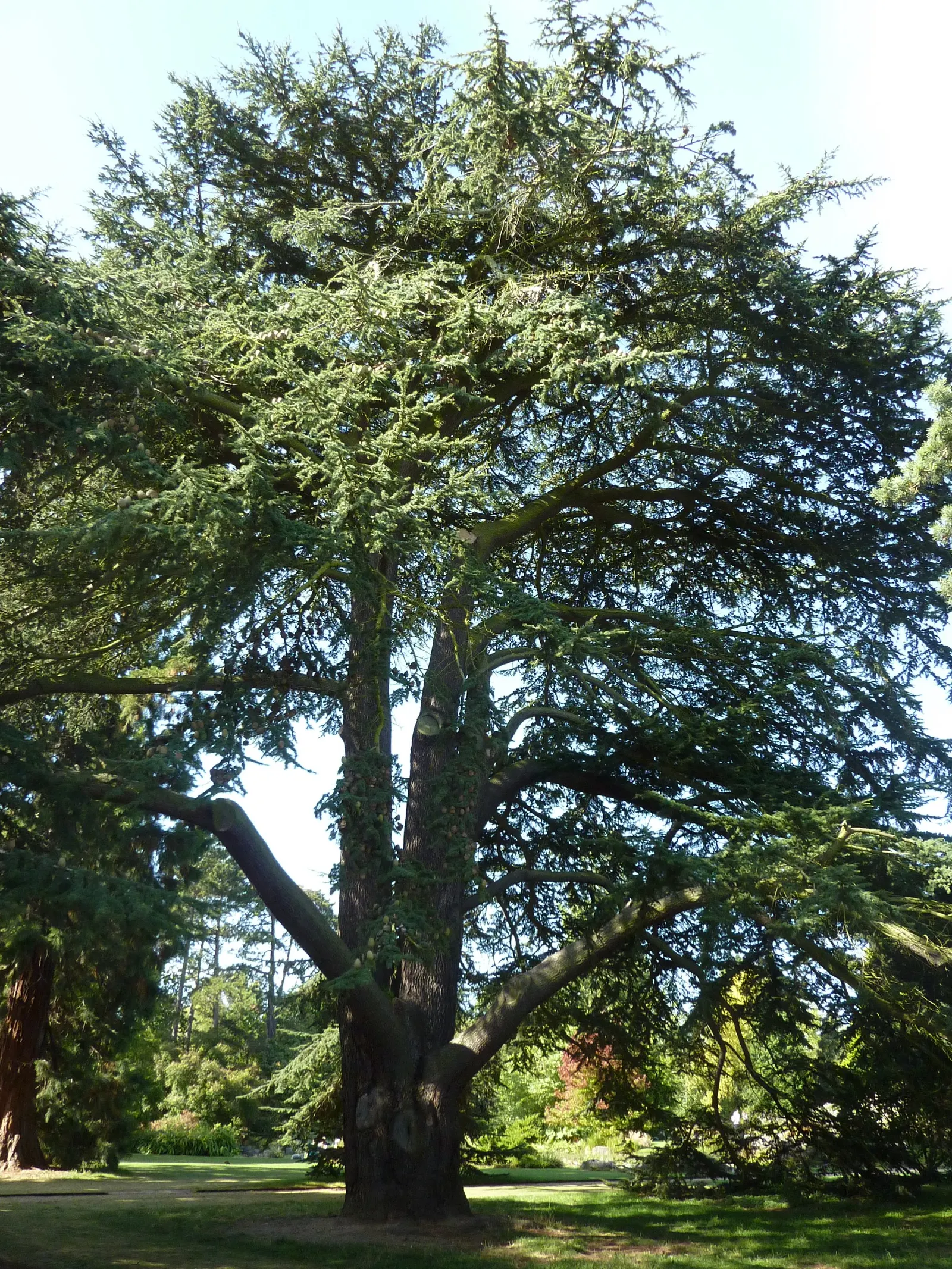 Cedar Of Lebanon (Cedrus Libani) — An ideal focal point for large landscape designs; but retains best health in USDA Zones 6 through 9