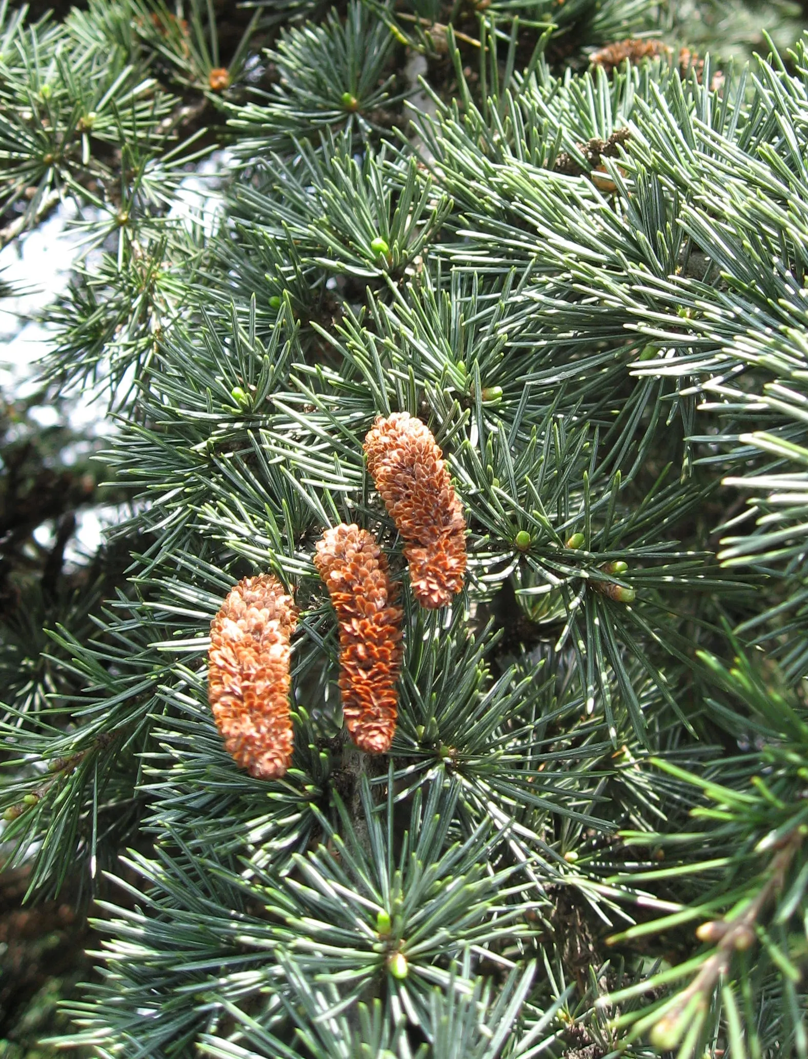 Cedar Of Lebanon (Cedrus Libani) — Occasional droughts are endured once established, but regular watering promotes optimal growth