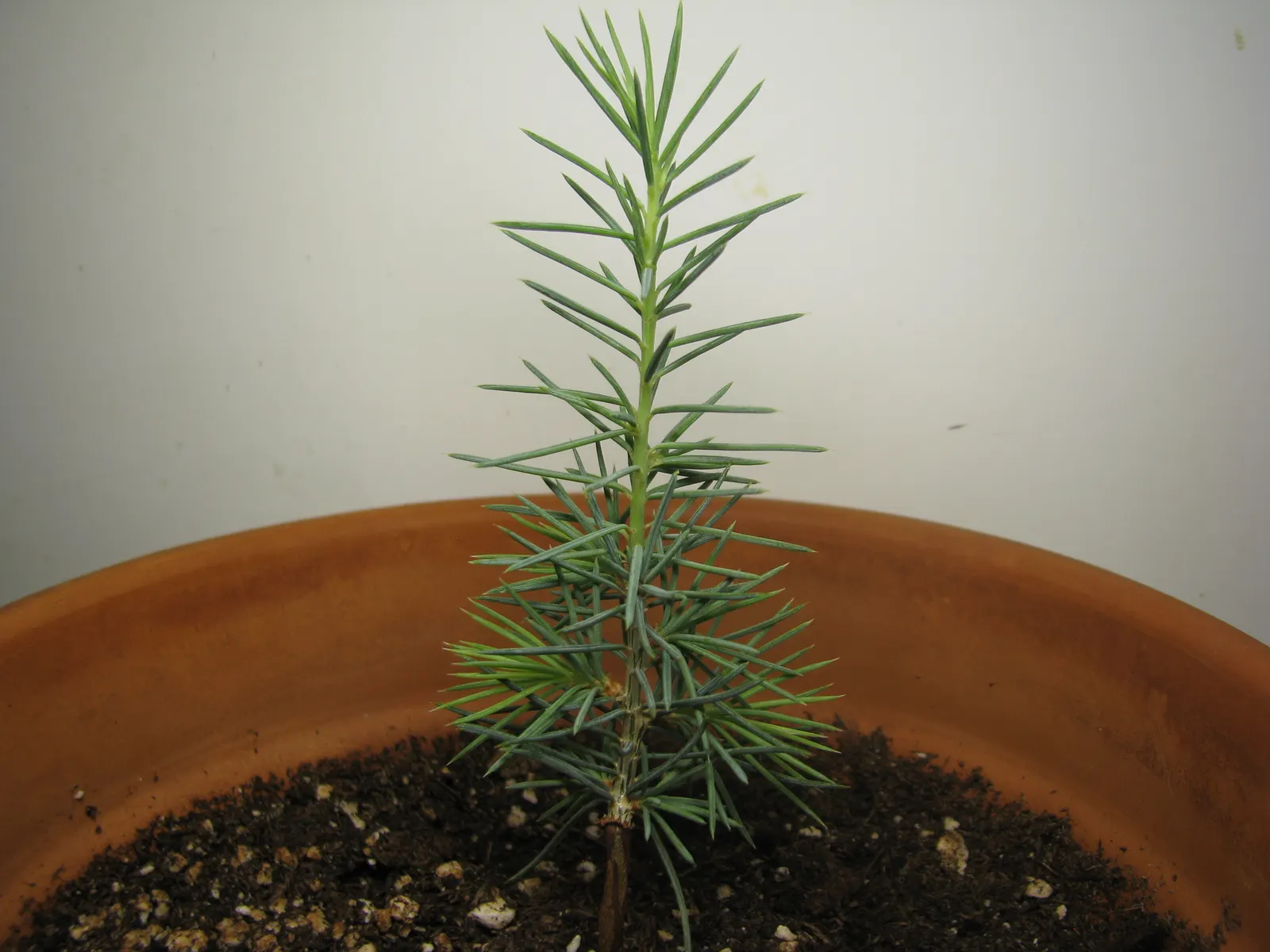 Cedar Of Lebanon (Cedrus Libani) — it serves as a magnificent focal point in large landscapes; conifer / tree for full