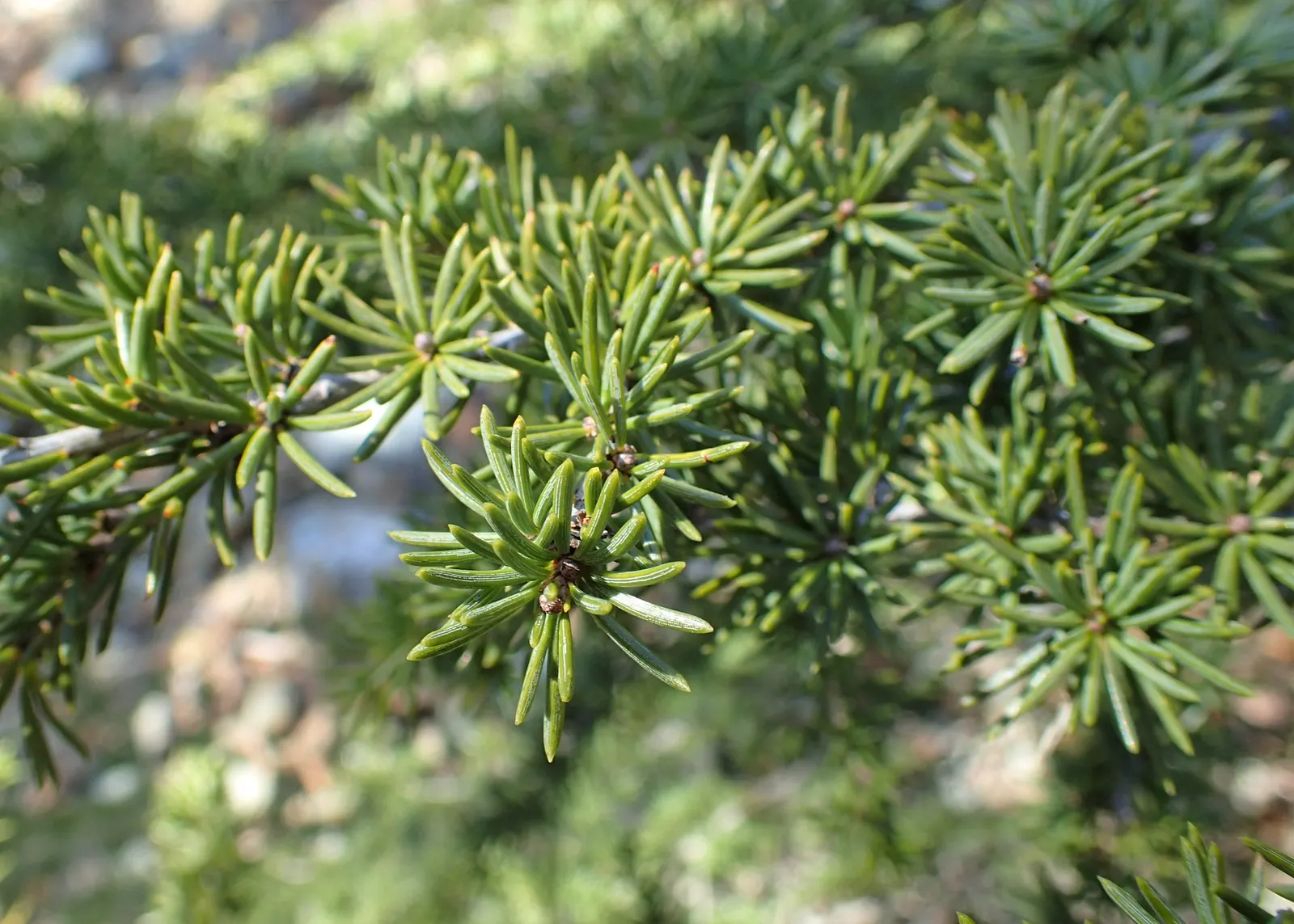 Cedar Of Lebanon (Cedrus Libani) — but retains best health in USDA Zones 6 through 9; prized for its ornamental and historical significance