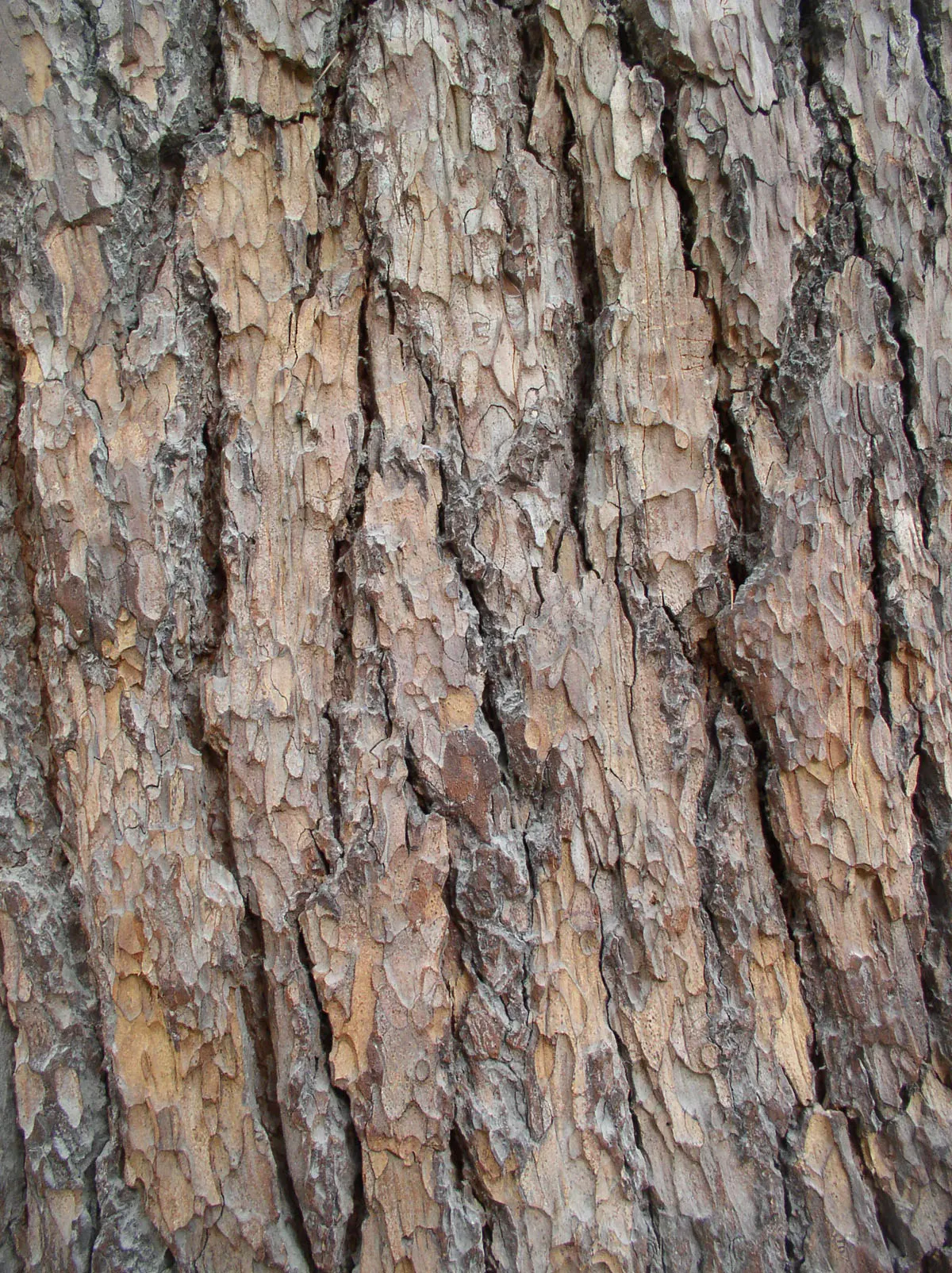 Cedar Of Lebanon (Cedrus Libani) — demanding ample space to flourish; is an evergreen conifer highly prized for its majestic form and historical significance