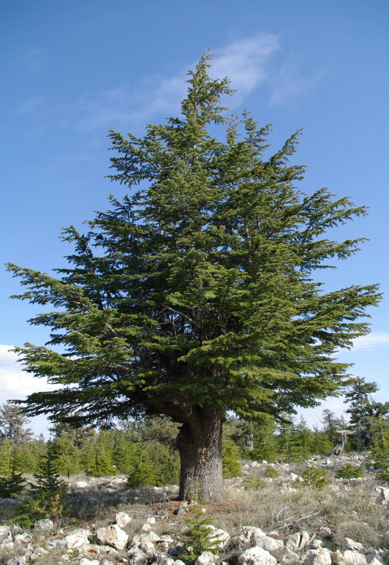 Cedar Of Lebanon (Cedrus Libani) — this species boasts a broad; demanding ample space to flourish