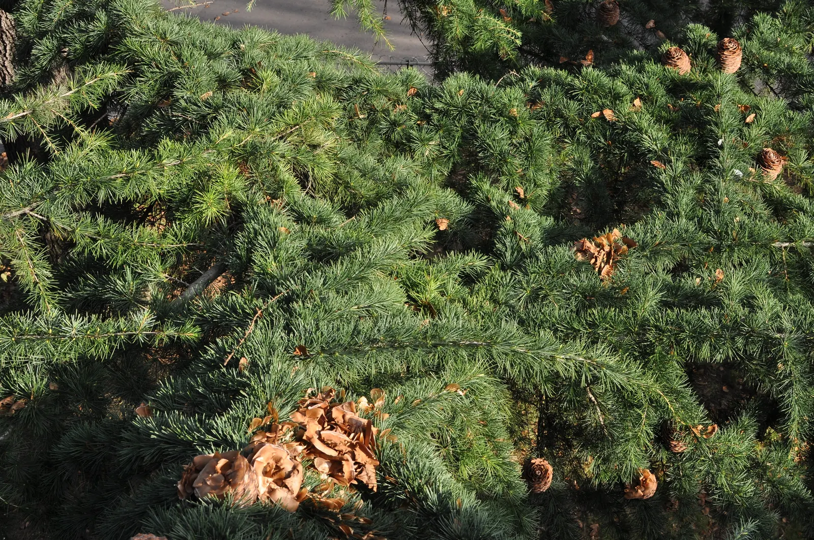 Cedar Of Lebanon (Cedrus Libani) — This stately tree reaches heights up to 130 feet with a spread of 50 feet; it thrives in full sun and well-drained soils