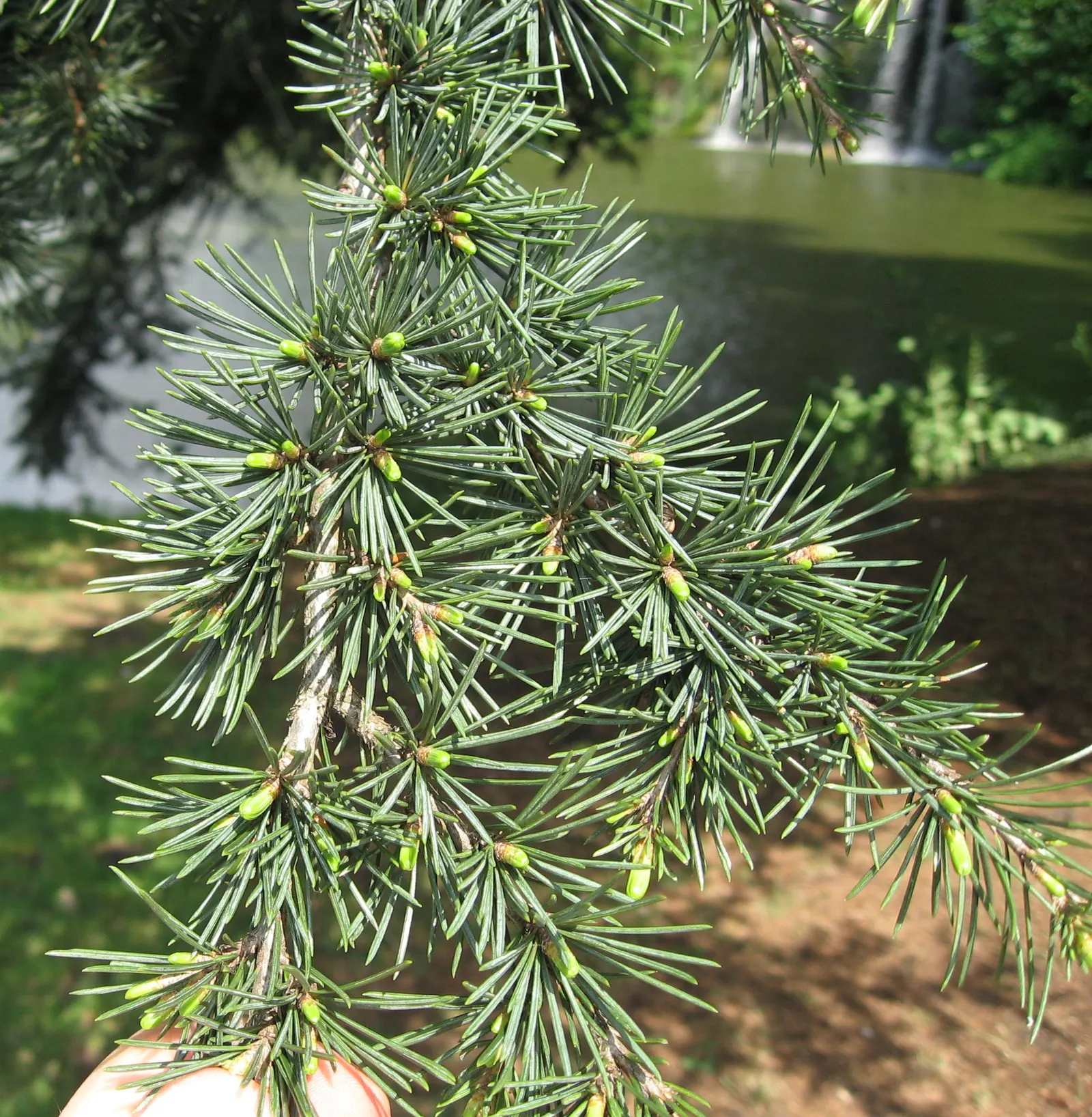 Cedar Of Lebanon (Cedrus Libani) — conifer / tree for full