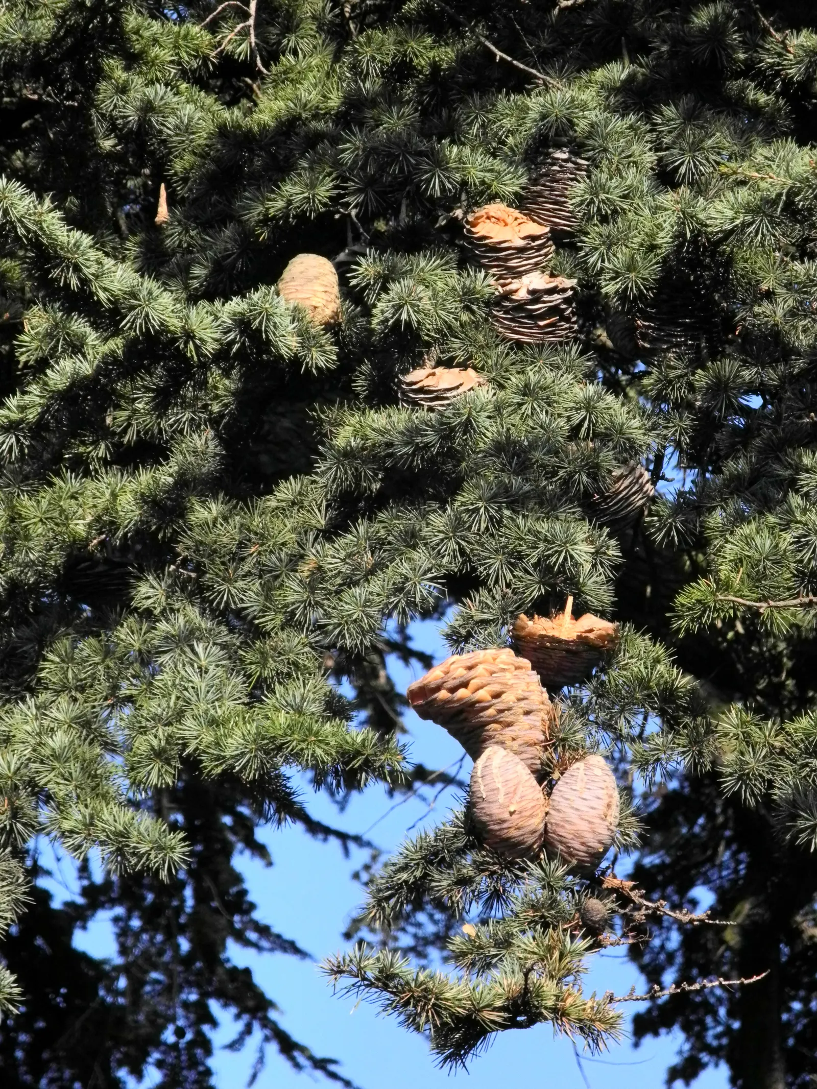 Cedar Of Lebanon (Cedrus Libani) — it thrives in full sun and well-drained soils; offering dense clusters of dark-green needles